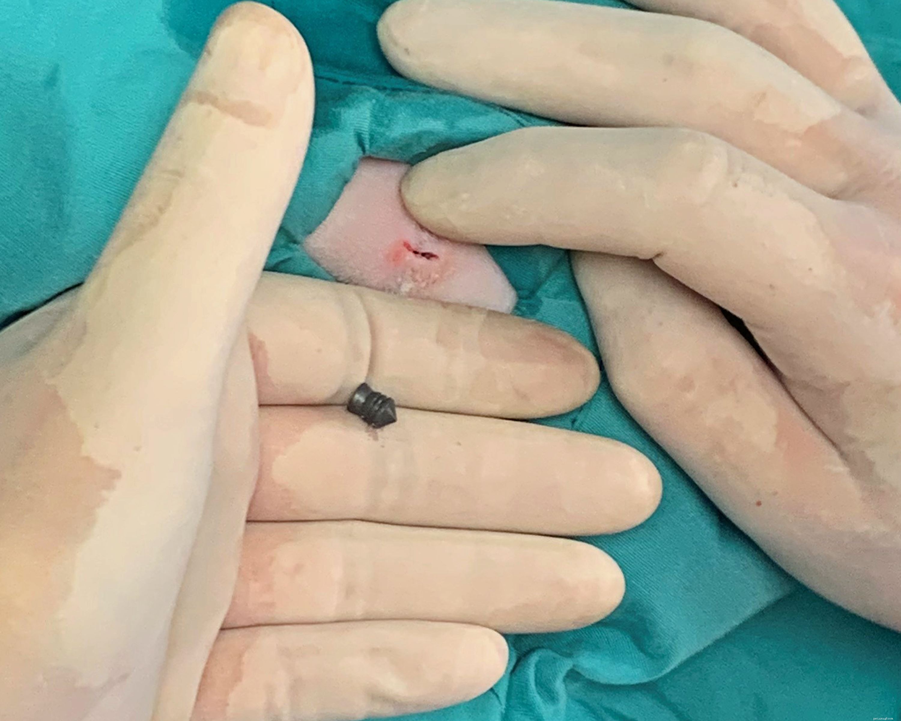 Rescue of Angel: Expensive Surgery Needed After Air Gun Injury in West Midlands