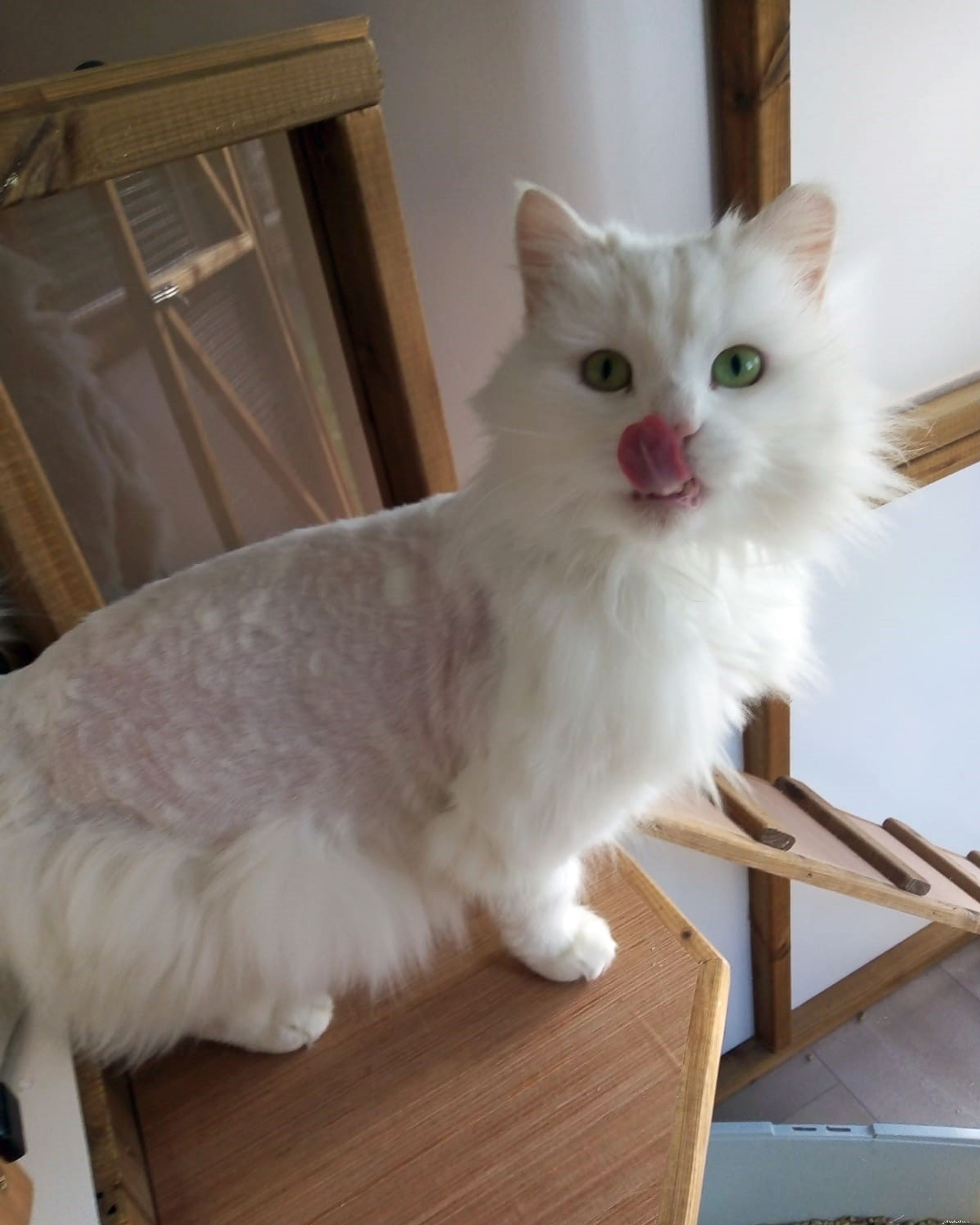 Rescue of Angel: Expensive Surgery Needed After Air Gun Injury in West Midlands