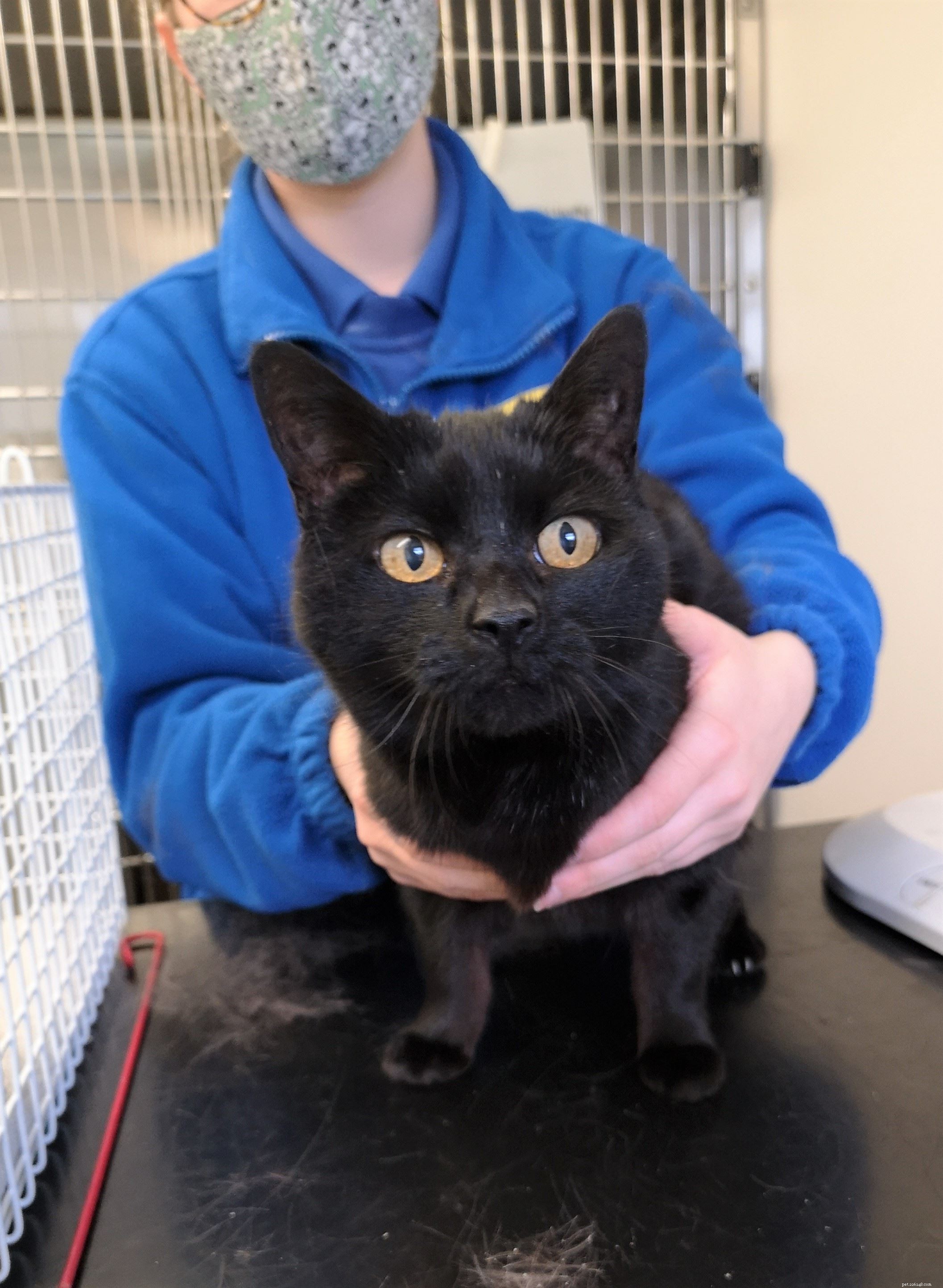 Heartfelt Reunion: Gemma Barbieri Reclaims 2008‑Lost Cat Rose Thanks to Microchip Scan