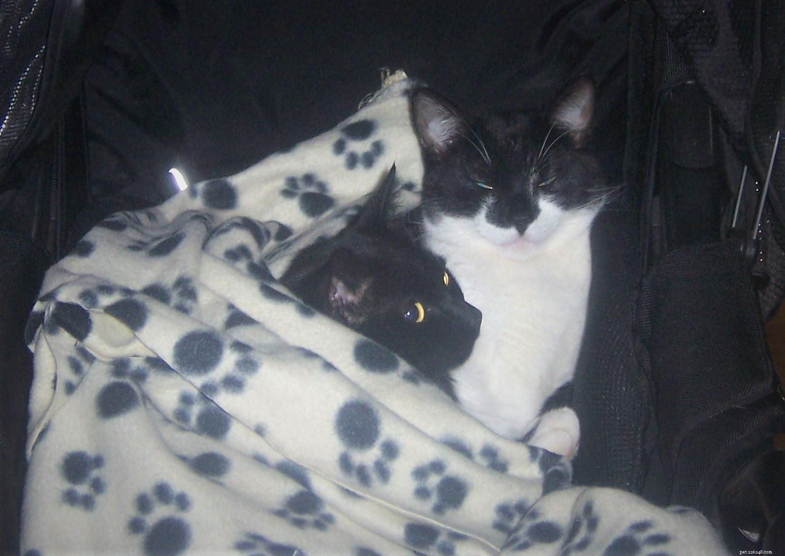 Heartfelt Reunion: Gemma Barbieri Reclaims 2008‑Lost Cat Rose Thanks to Microchip Scan