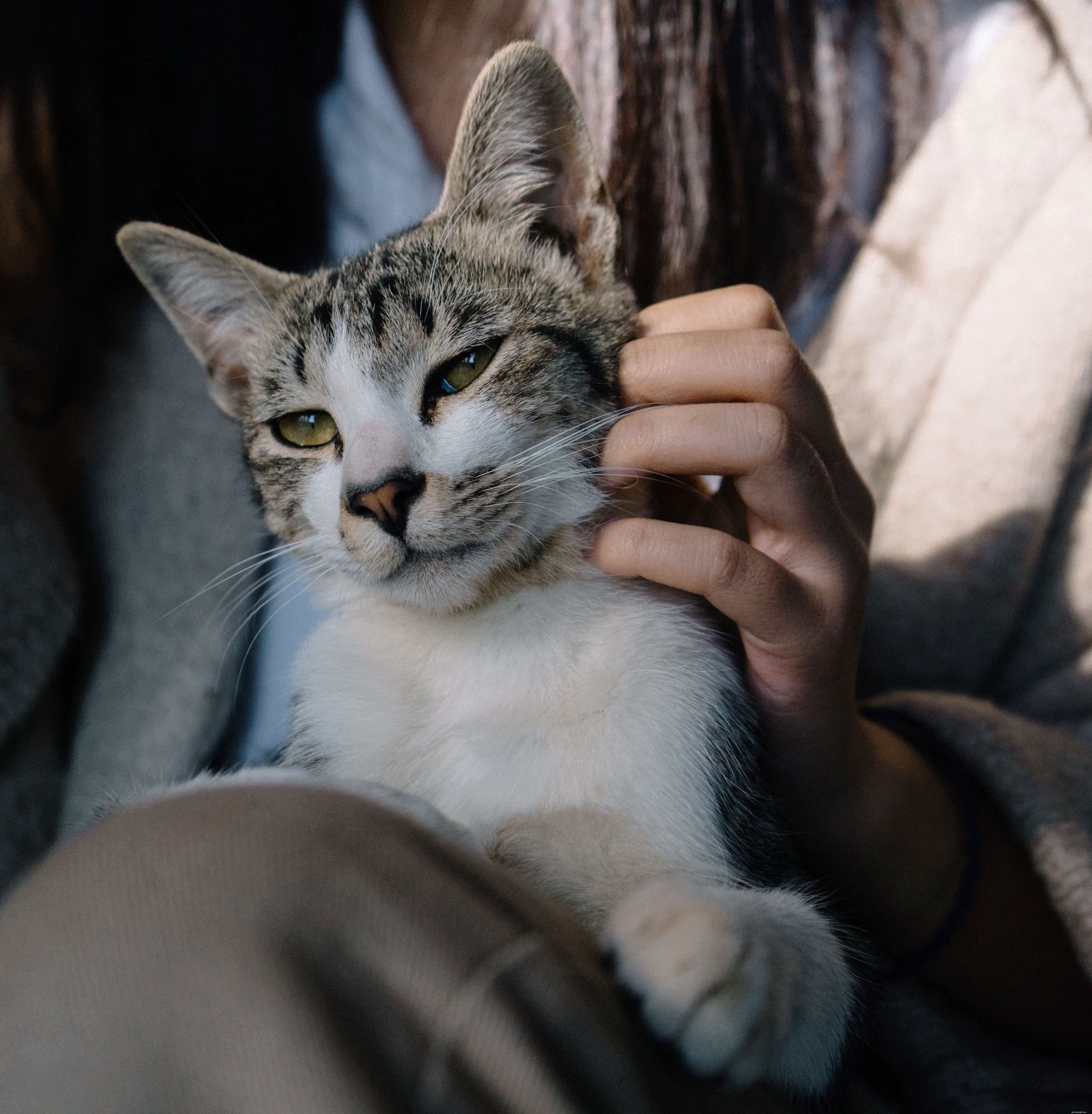 How to Help Your Cat Adjust to Post-Lockdown Loneliness: A Practical Guide