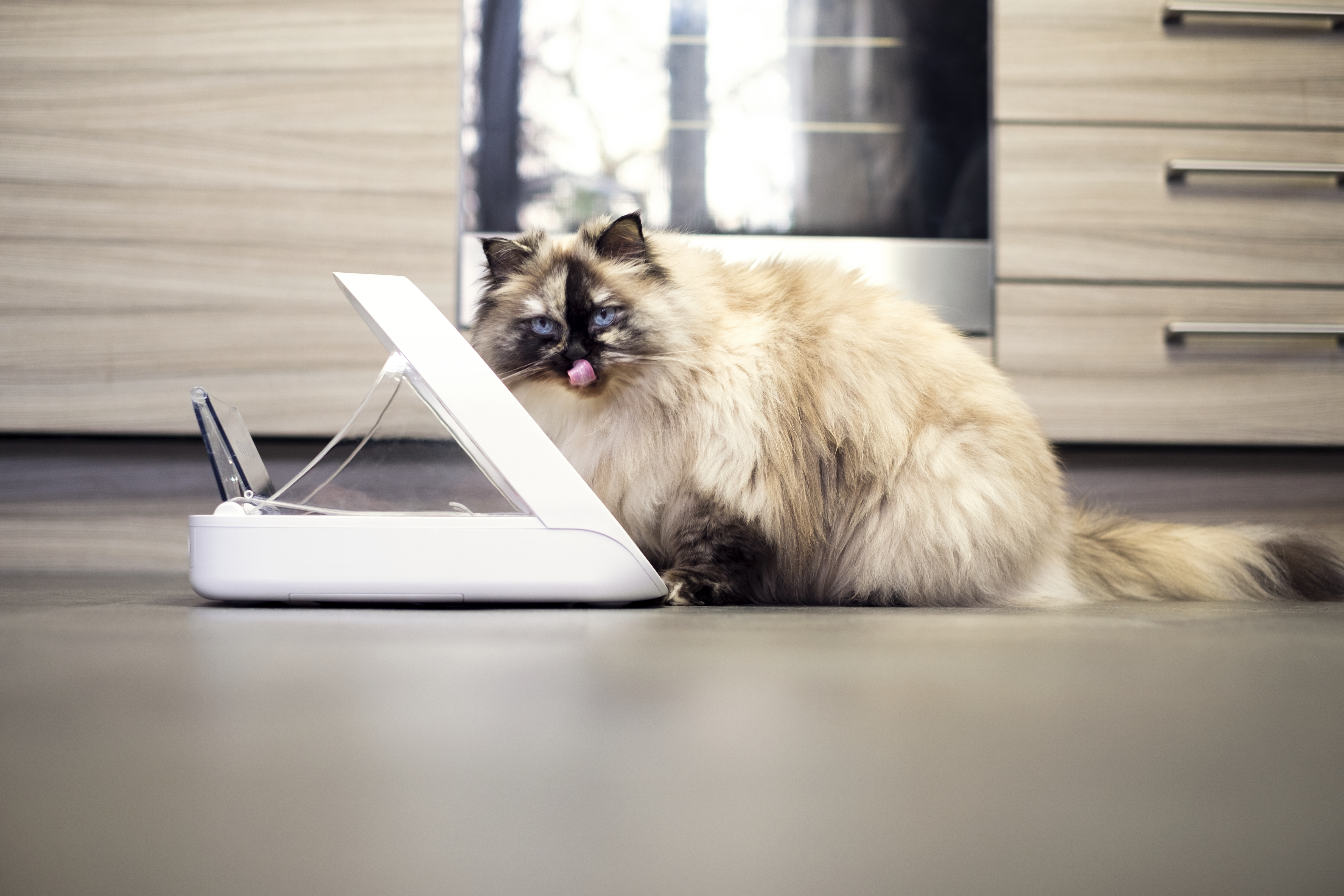 How to Help Your Cat Adjust to Post-Lockdown Loneliness: A Practical Guide