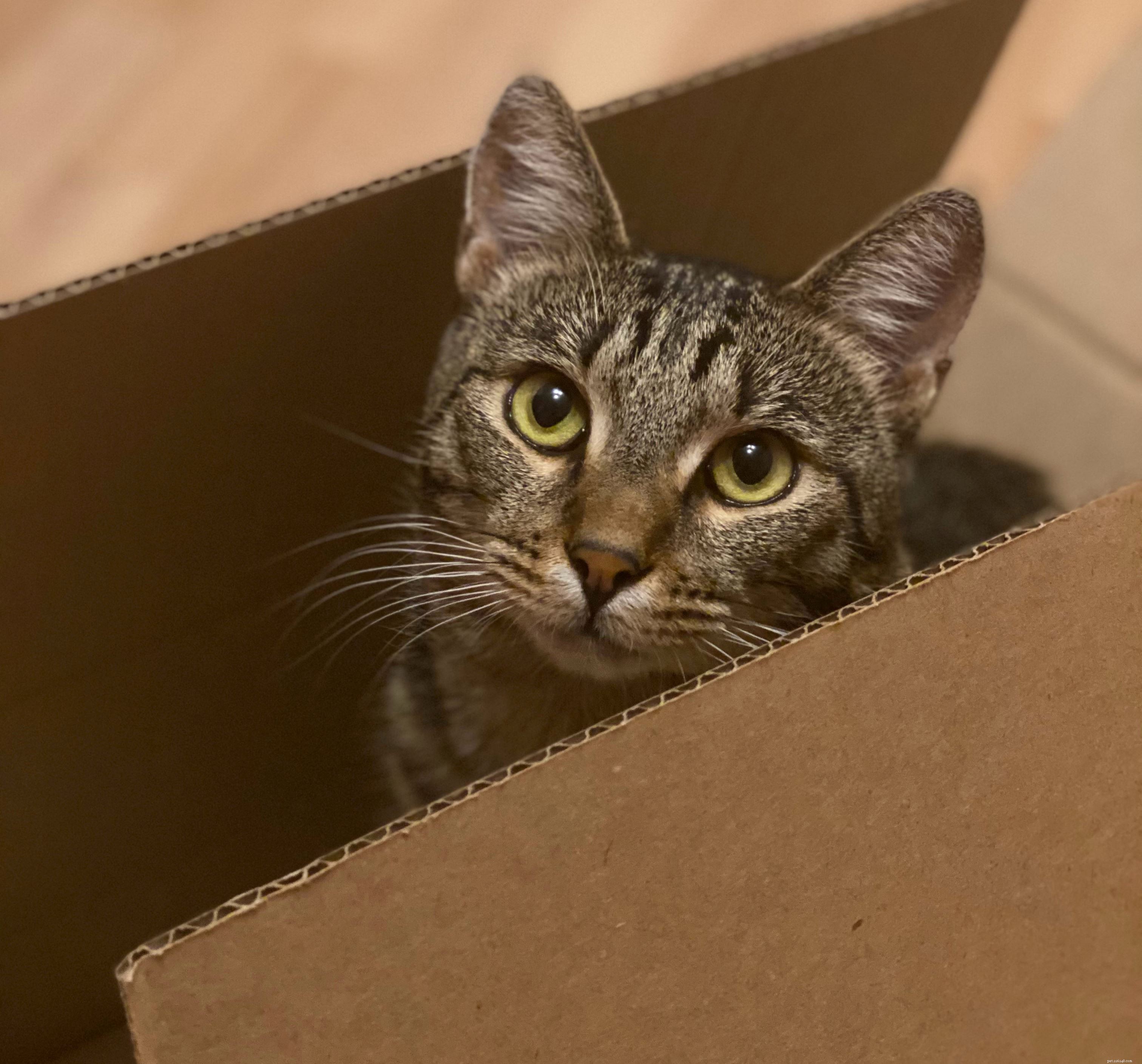 How to Help Your Cat Adjust to Post-Lockdown Loneliness: A Practical Guide