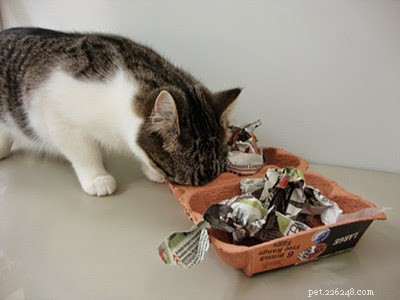 How to Help Your Cat Adjust to Post-Lockdown Loneliness: A Practical Guide