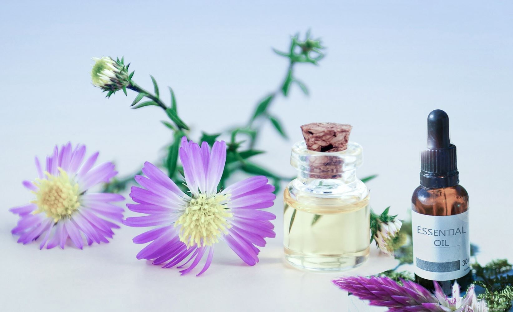 Essential Oils: Benefits and Risks for Cats—What Pet Owners Need to Know