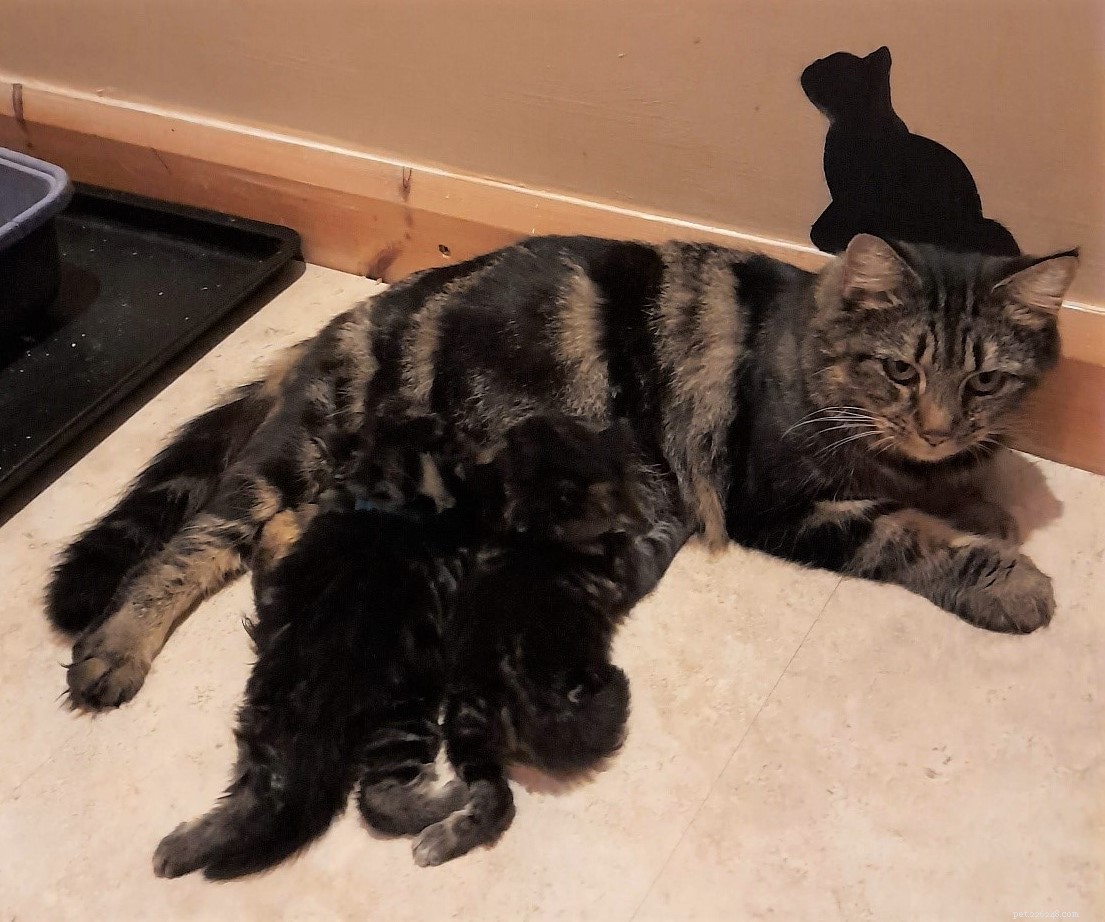 Support Poppy’s Life‑Saving Surgery – A Pregnant Stray Cat in Pain