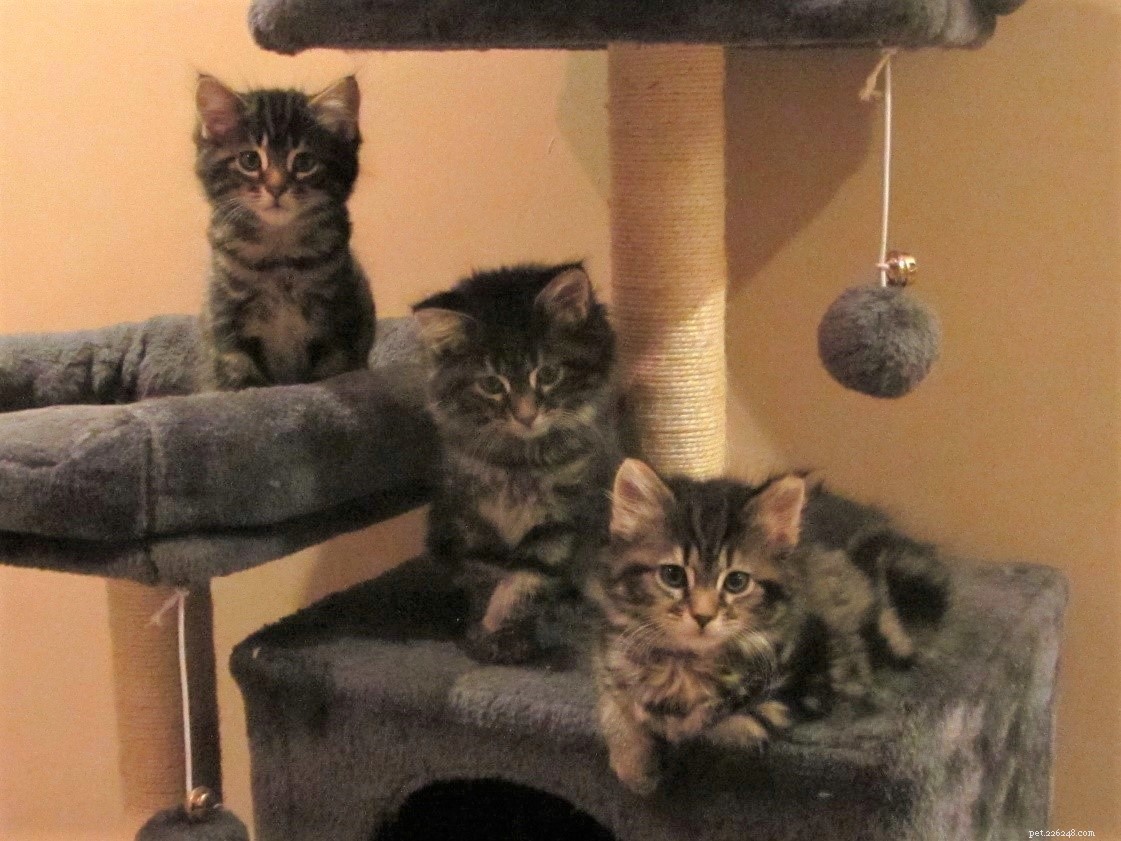 Support Poppy’s Life‑Saving Surgery – A Pregnant Stray Cat in Pain