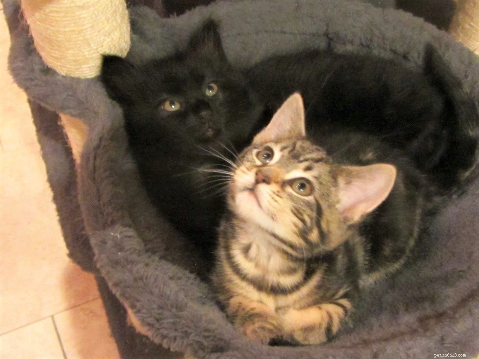 Support Poppy’s Life‑Saving Surgery – A Pregnant Stray Cat in Pain