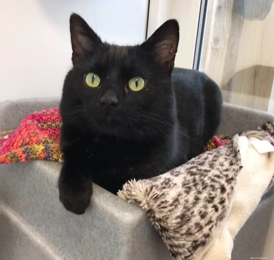 Yogi Becomes 1,000th Cat Adopted by Cats Protection Centre in Gateshead
