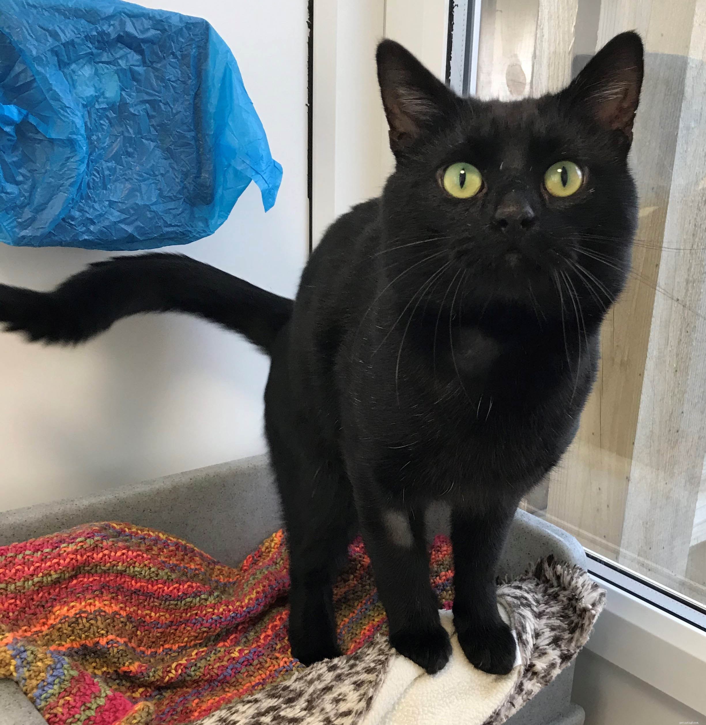 Yogi Becomes 1,000th Cat Adopted by Cats Protection Centre in Gateshead
