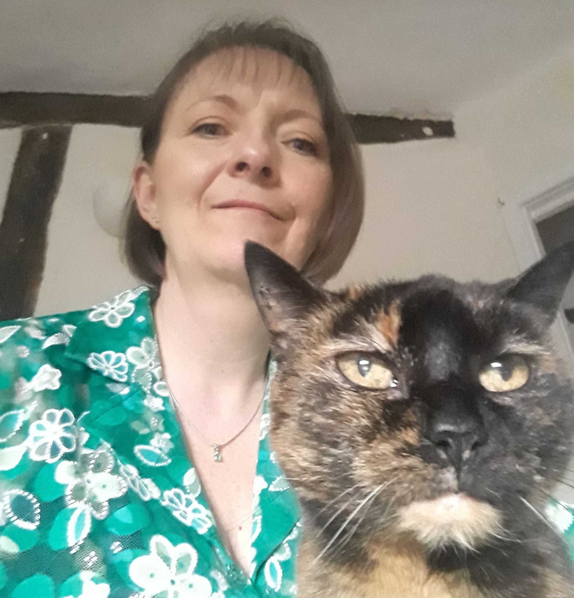 Mature Moggies Day: Help Senior Cats Find Loving Homes Faster