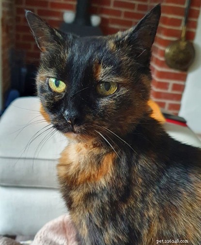 Mature Moggies Day: Help Senior Cats Find Loving Homes Faster