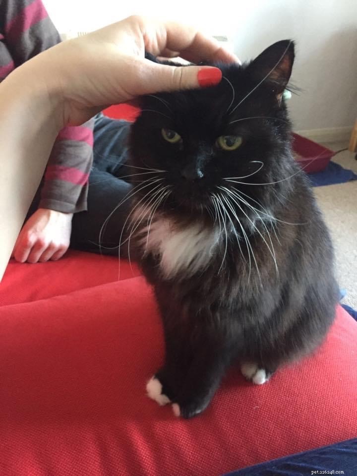 Mature Moggies Day: Help Senior Cats Find Loving Homes Faster