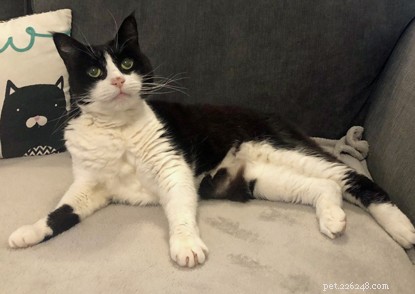 Mature Moggies Day: Help Senior Cats Find Loving Homes Faster