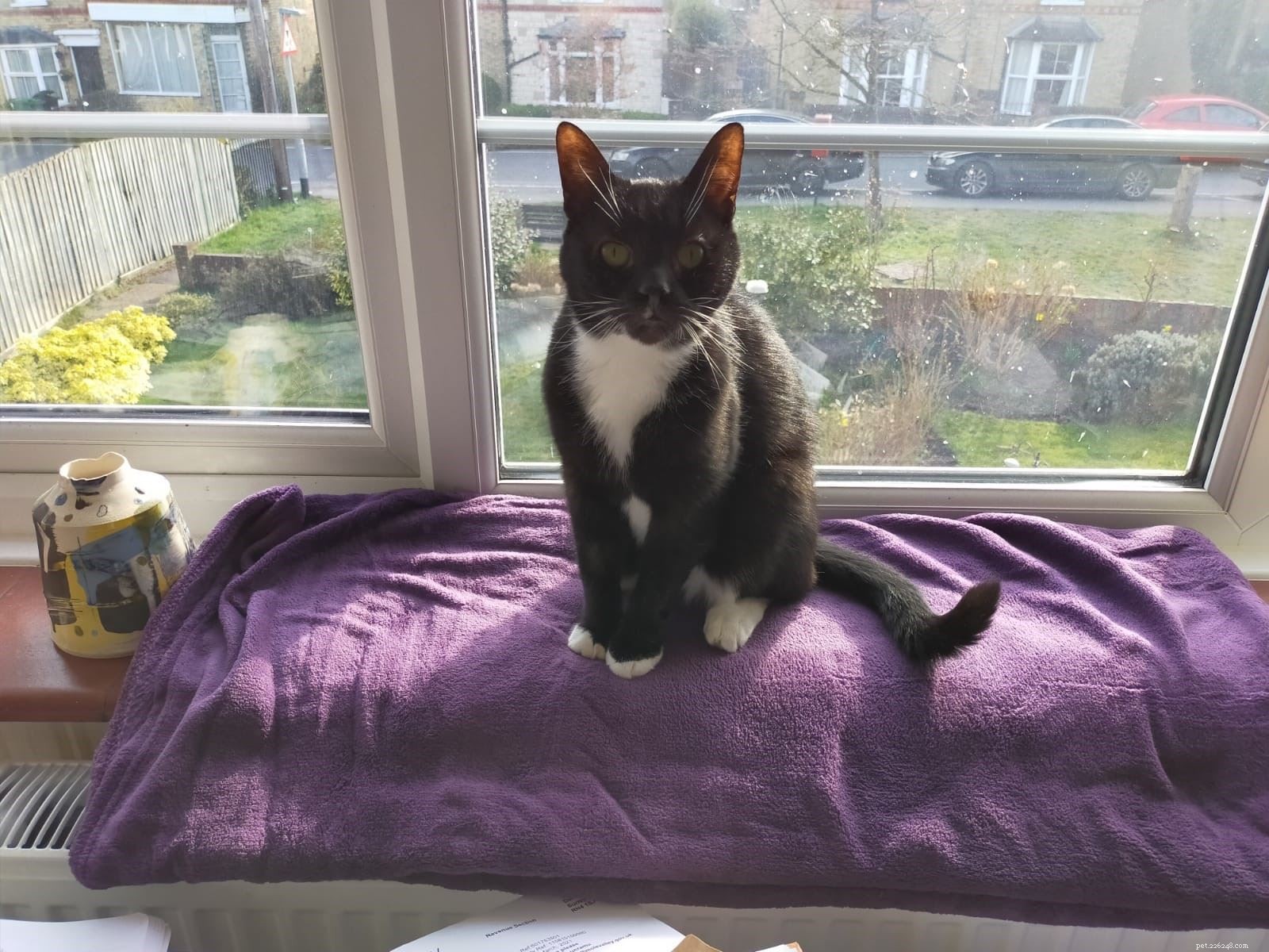 Mature Moggies Day: Help Senior Cats Find Loving Homes Faster