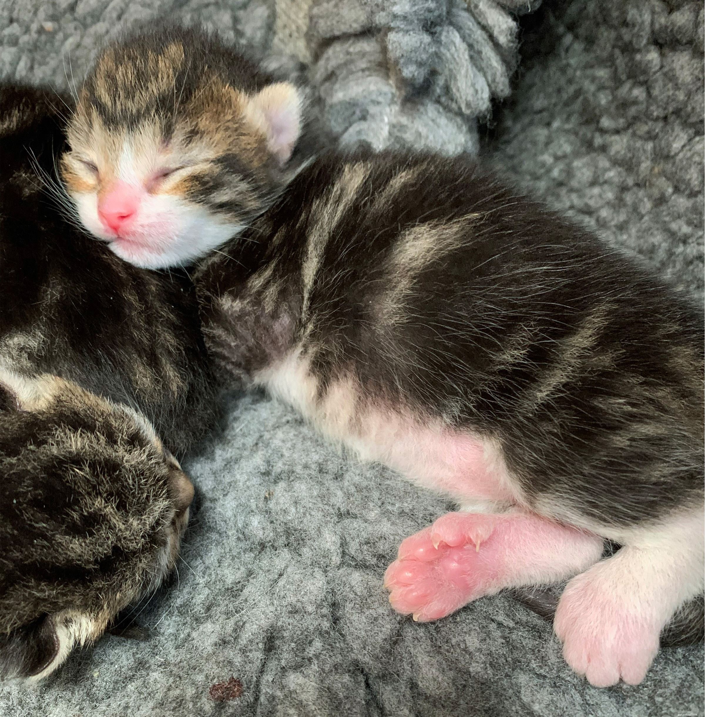 Three Rare Polydactyl Kittens Born in Gosport — Meet the Extra-Fingered Trio