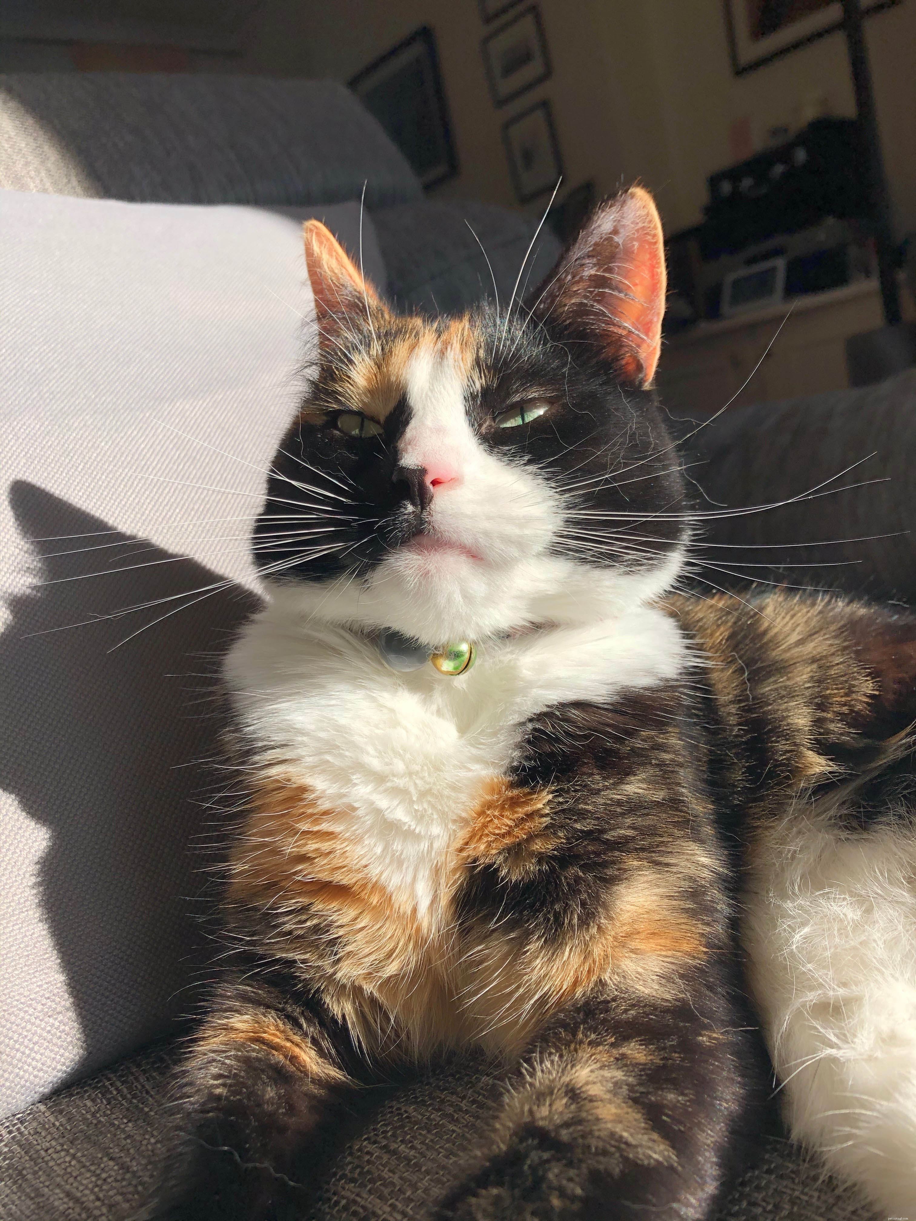 Cats Protection’s Baking Challenge Winner: Vegan Victoria Sponge Cake & Cat-Themed Meringues