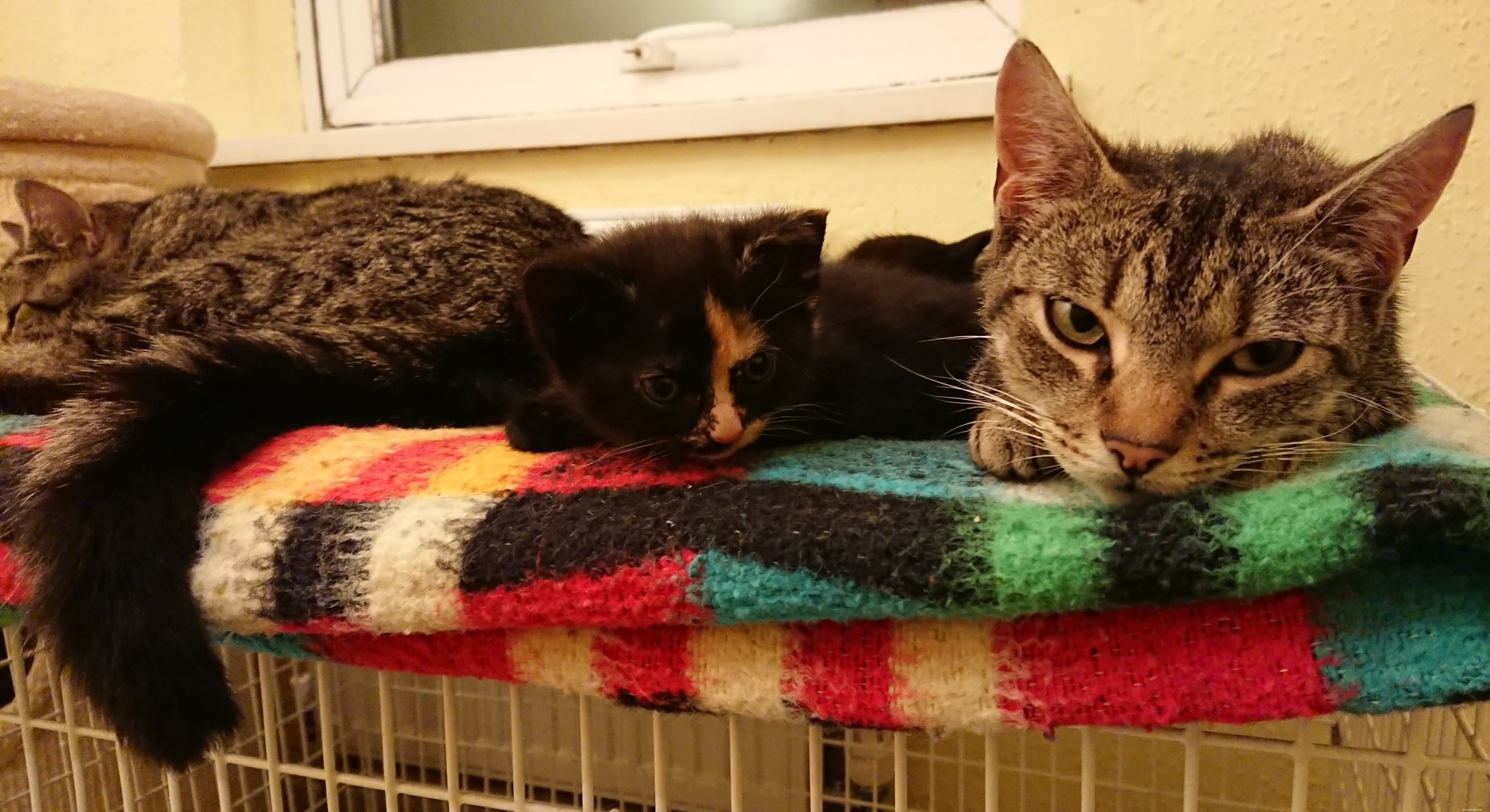 Rescue Team Finds Mother Cat and Kittens Safely Nesting in Tree, Protected by Loving Father