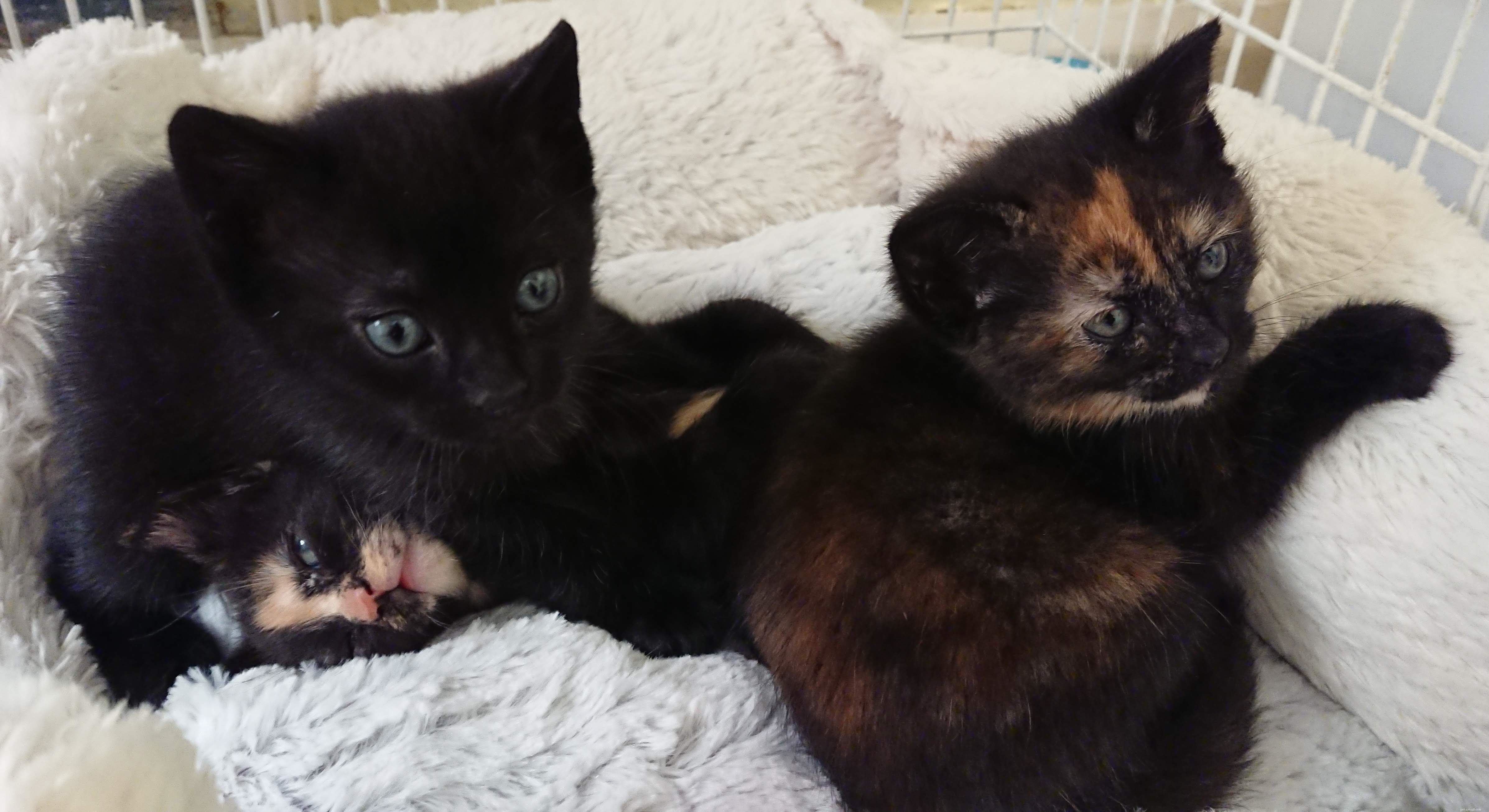 Rescue Team Finds Mother Cat and Kittens Safely Nesting in Tree, Protected by Loving Father