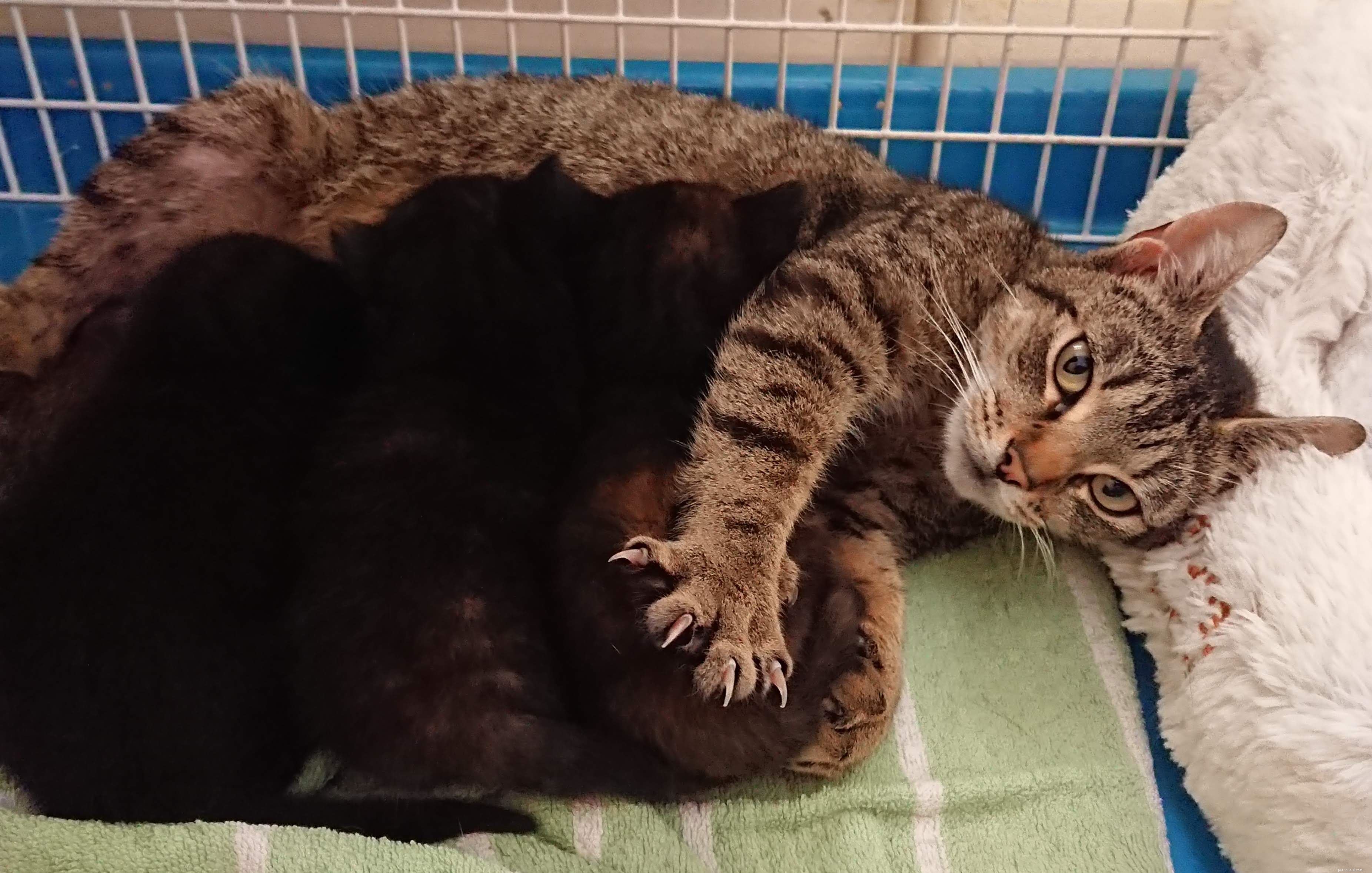 Rescue Team Finds Mother Cat and Kittens Safely Nesting in Tree, Protected by Loving Father
