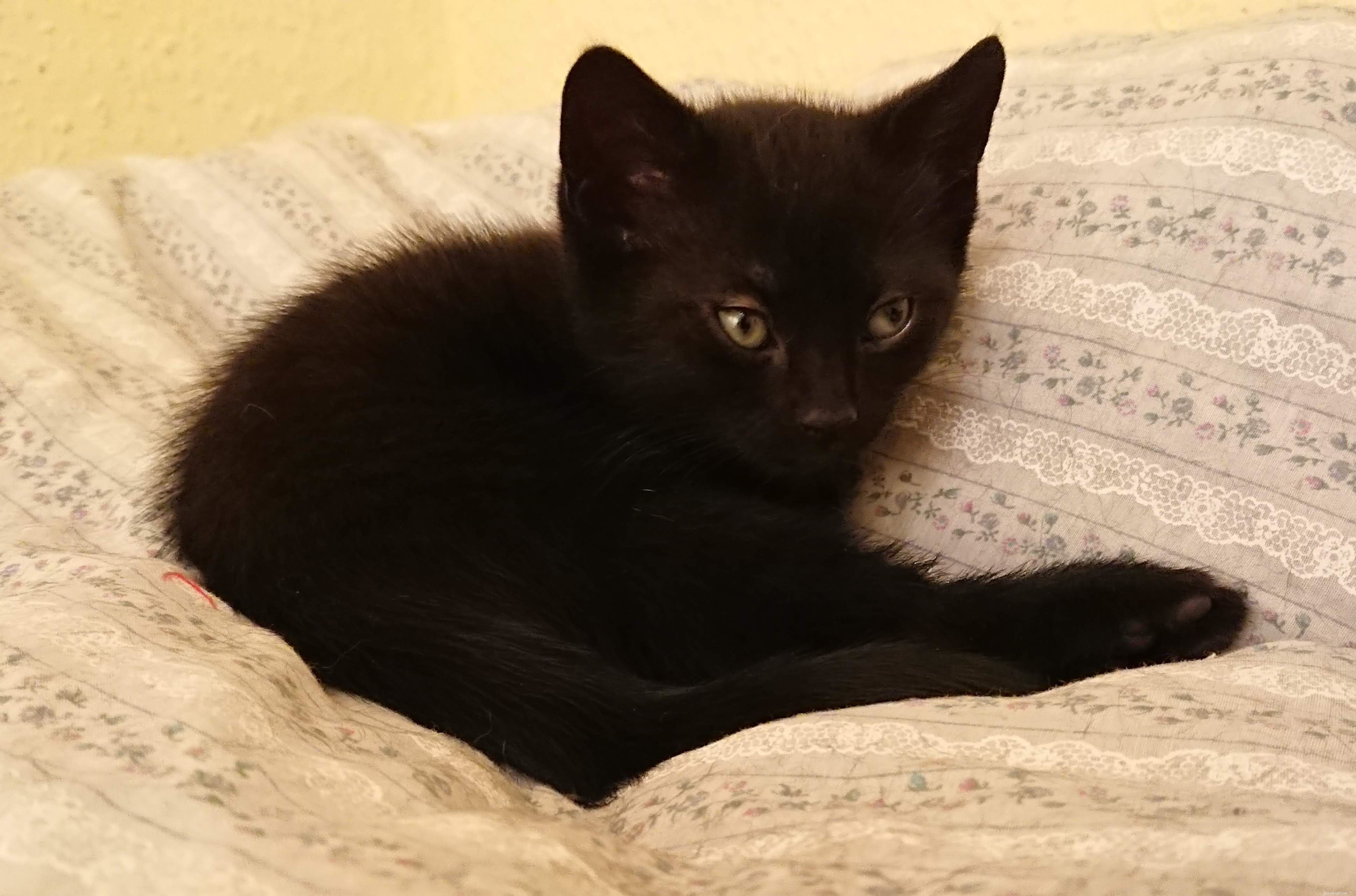Rescue Team Finds Mother Cat and Kittens Safely Nesting in Tree, Protected by Loving Father