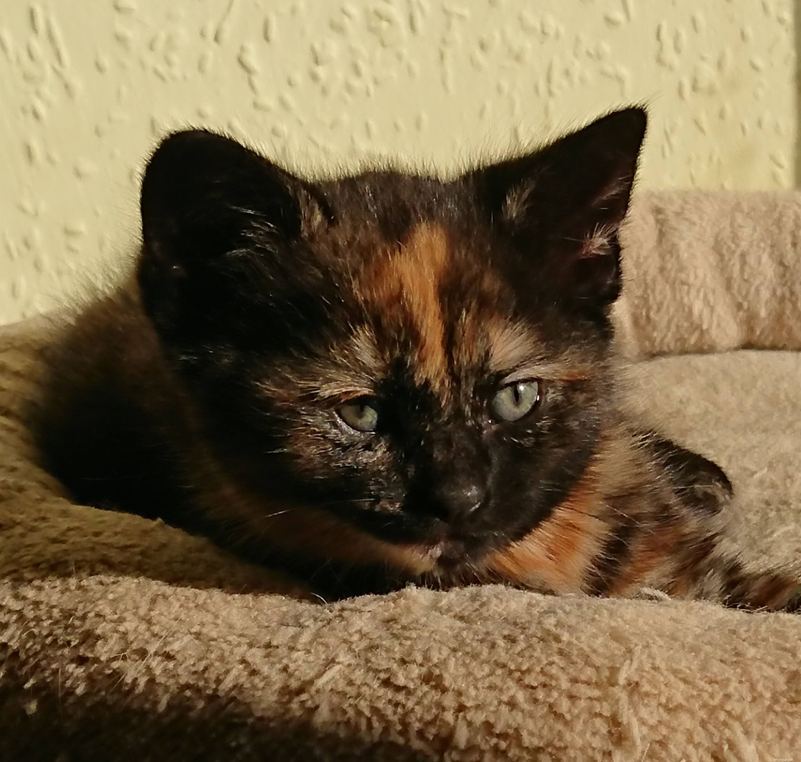Rescue Team Finds Mother Cat and Kittens Safely Nesting in Tree, Protected by Loving Father