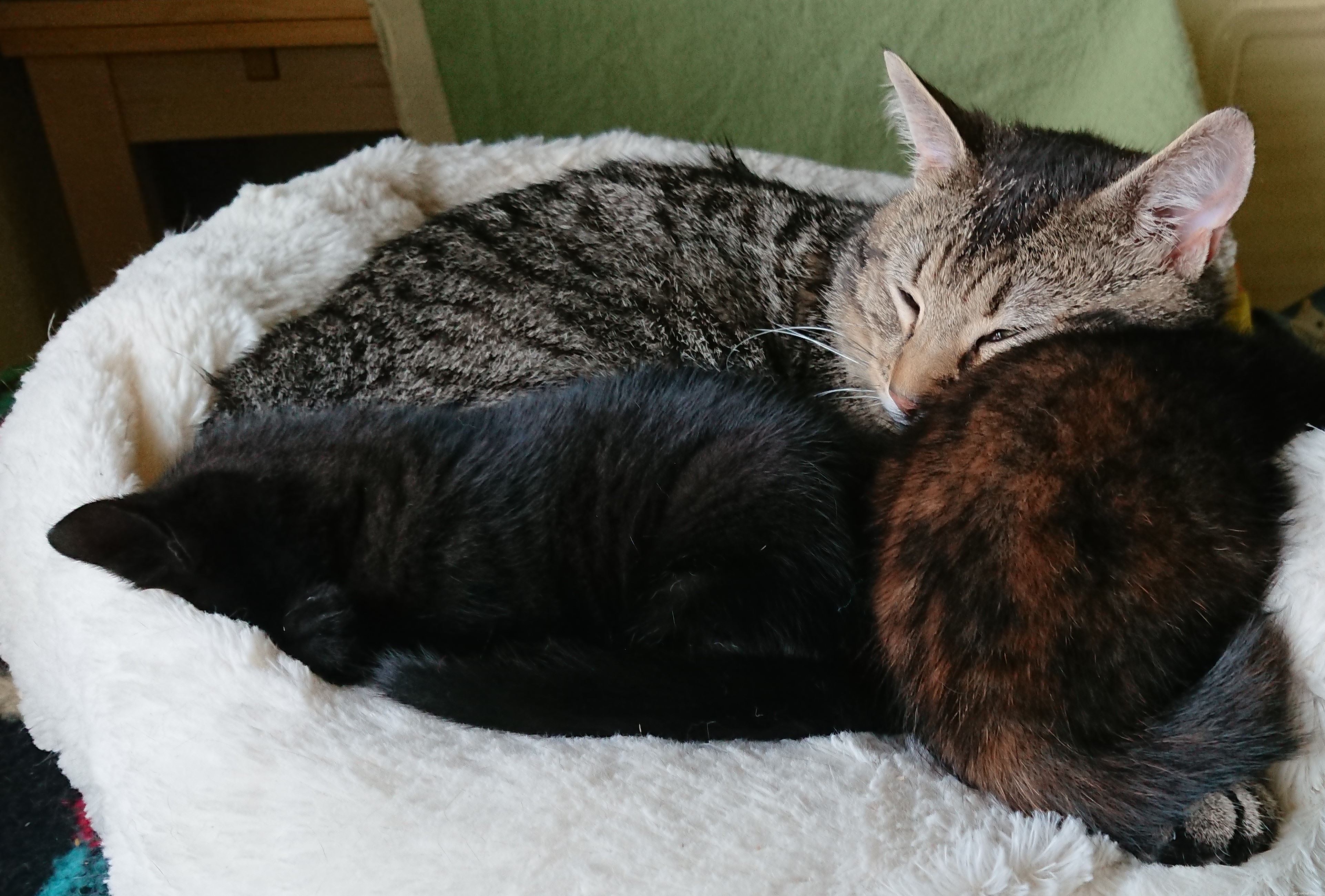 Rescue Team Finds Mother Cat and Kittens Safely Nesting in Tree, Protected by Loving Father