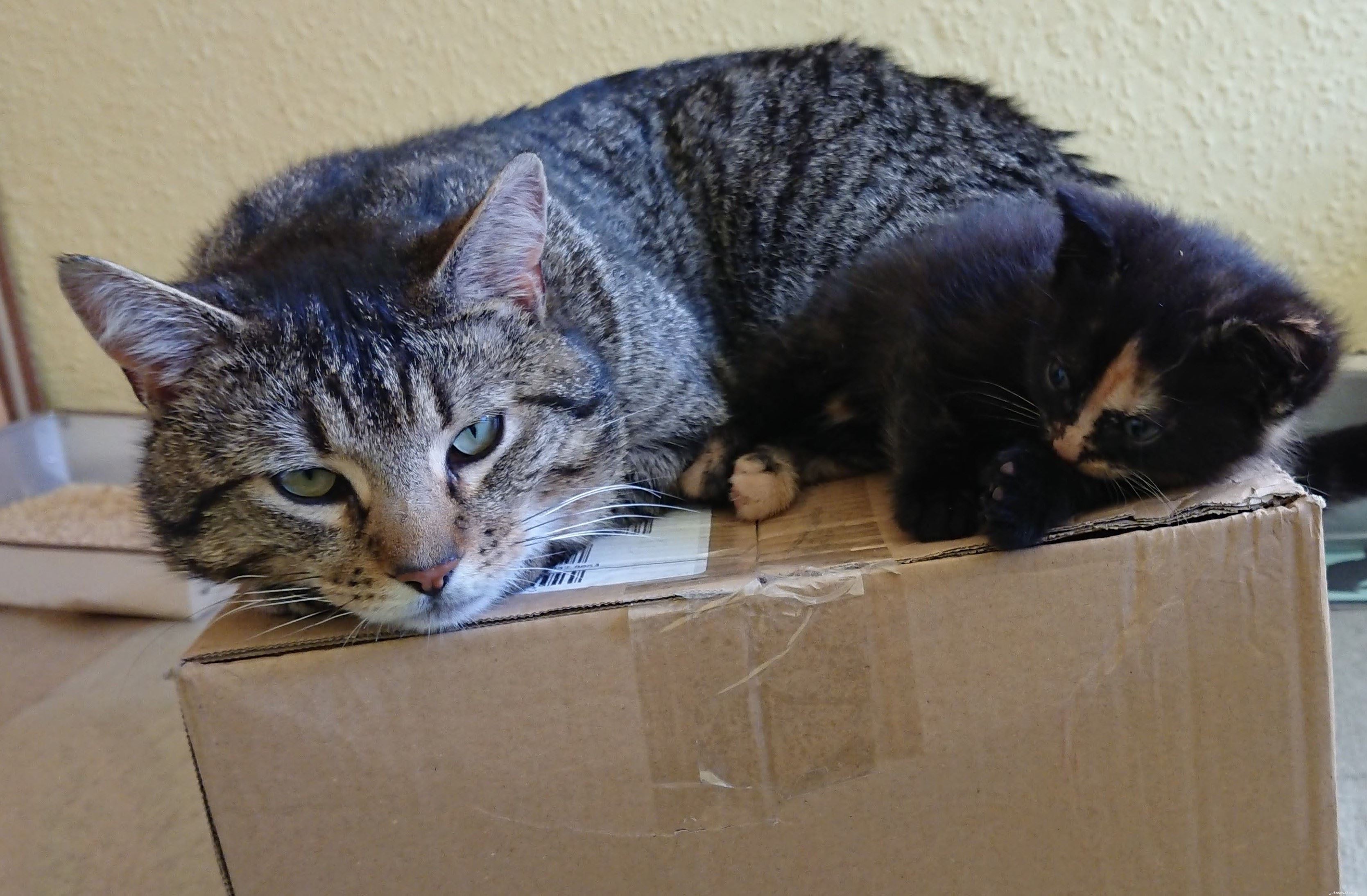 Rescue Team Finds Mother Cat and Kittens Safely Nesting in Tree, Protected by Loving Father