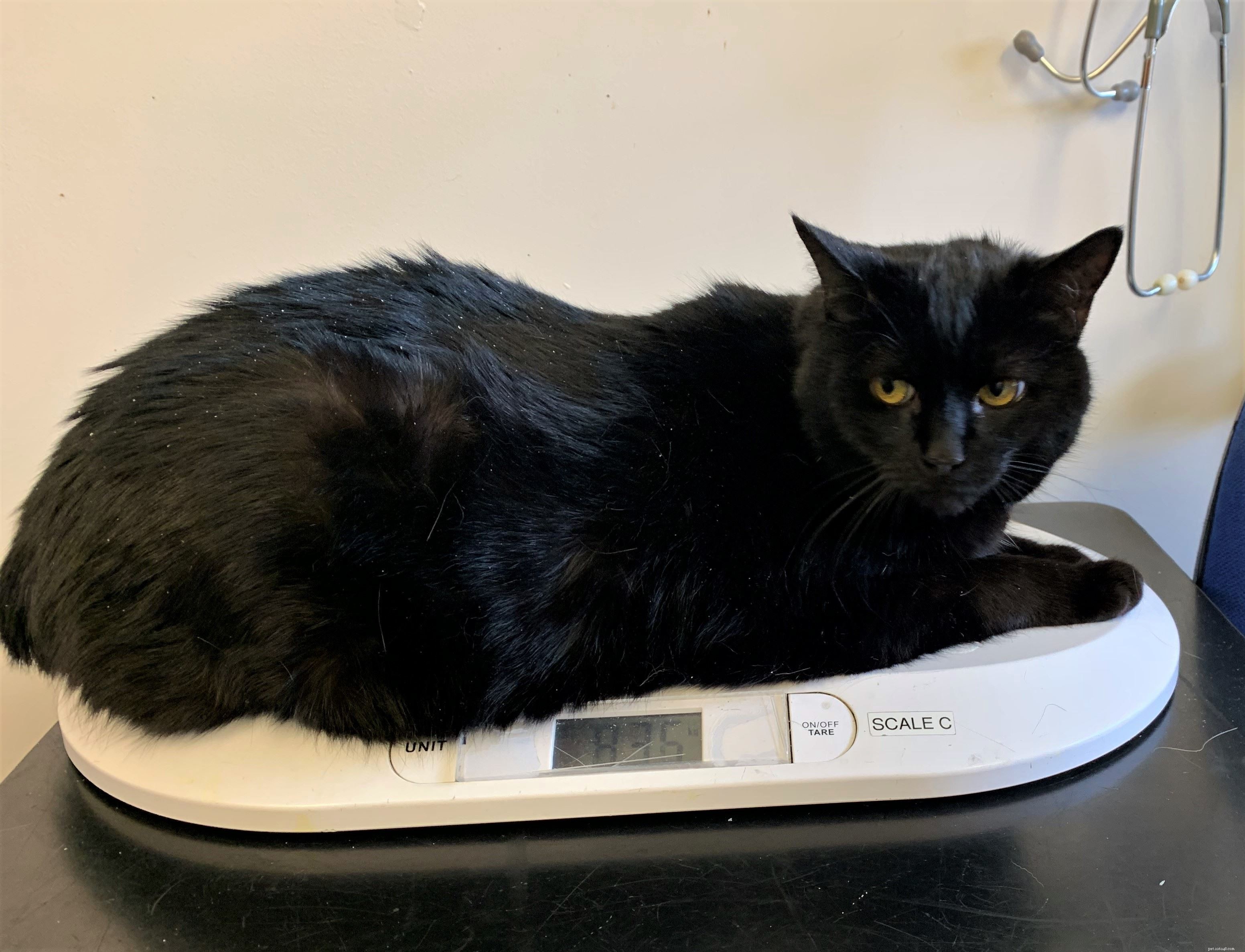 Colin the Heavyweight Cat: A Weight‑Loss Journey and Adoption Opportunity