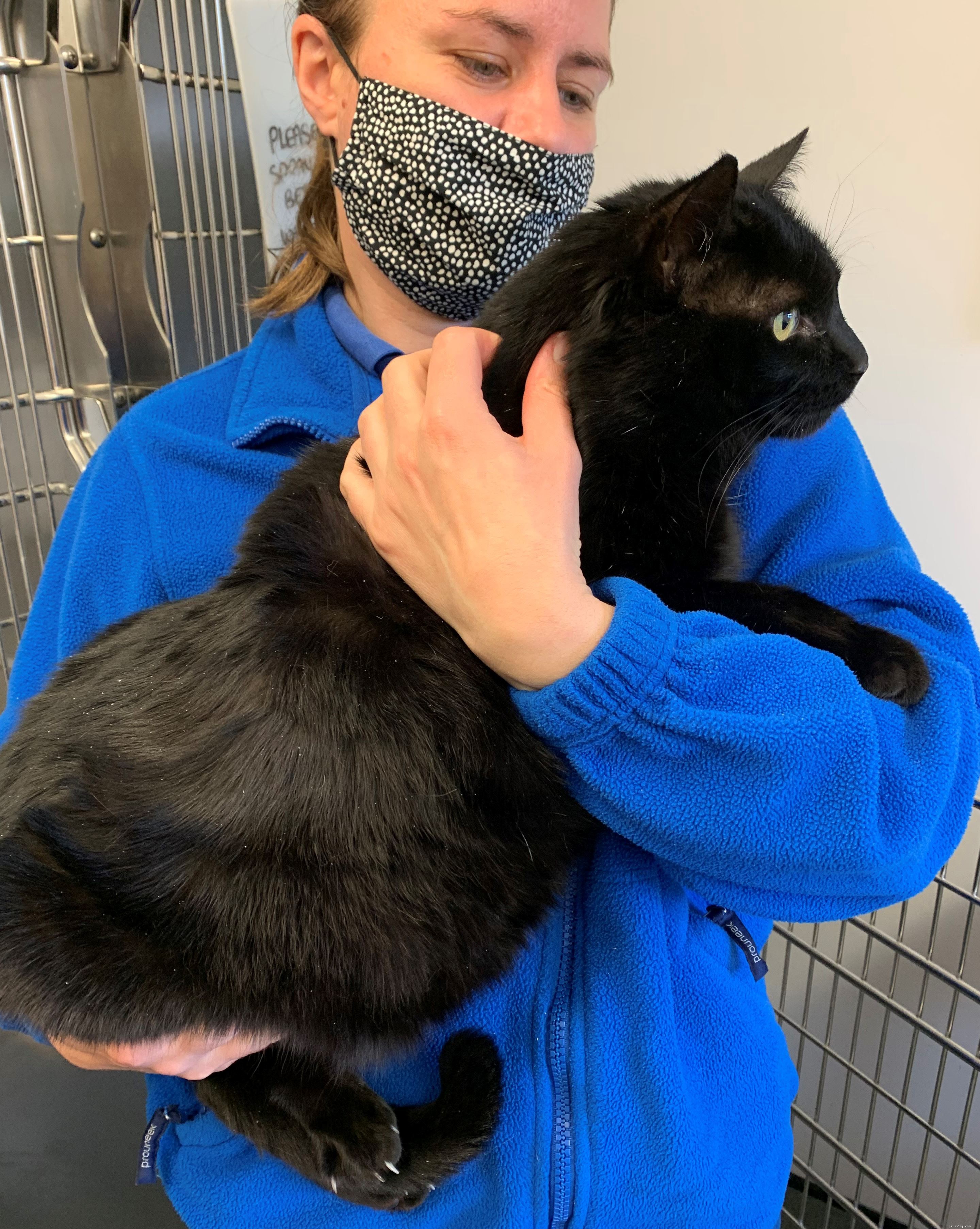 Colin the Heavyweight Cat: A Weight‑Loss Journey and Adoption Opportunity