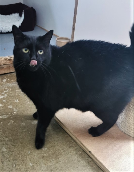 Colin the Heavyweight Cat: A Weight‑Loss Journey and Adoption Opportunity