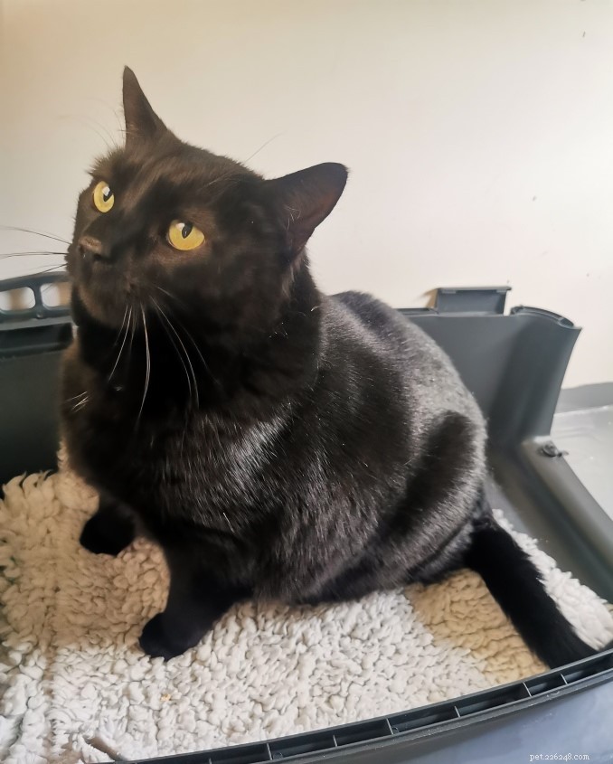Colin the Heavyweight Cat: A Weight‑Loss Journey and Adoption Opportunity