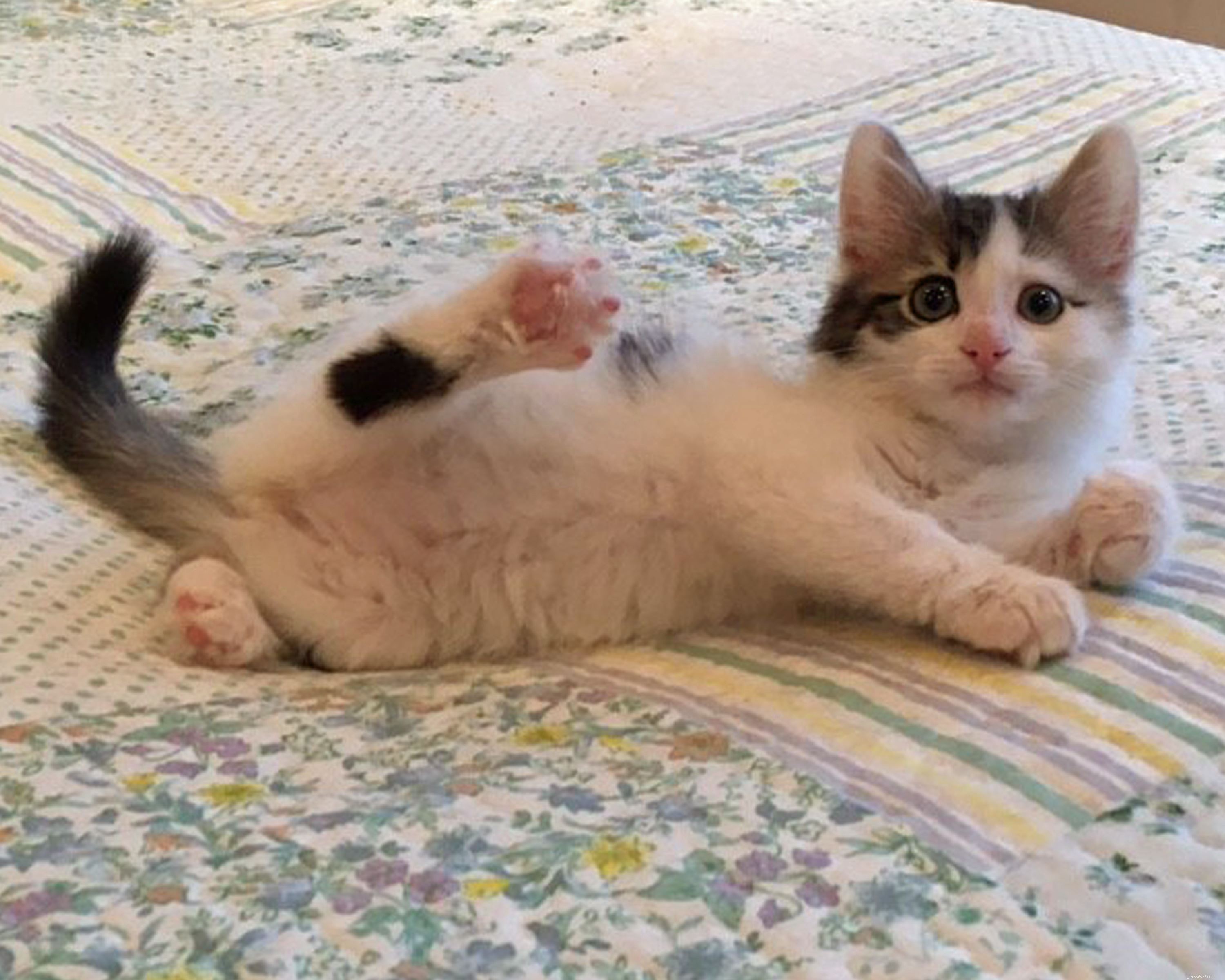Cats Protection Rescues Dexter & Mischief from Early Sale Scam