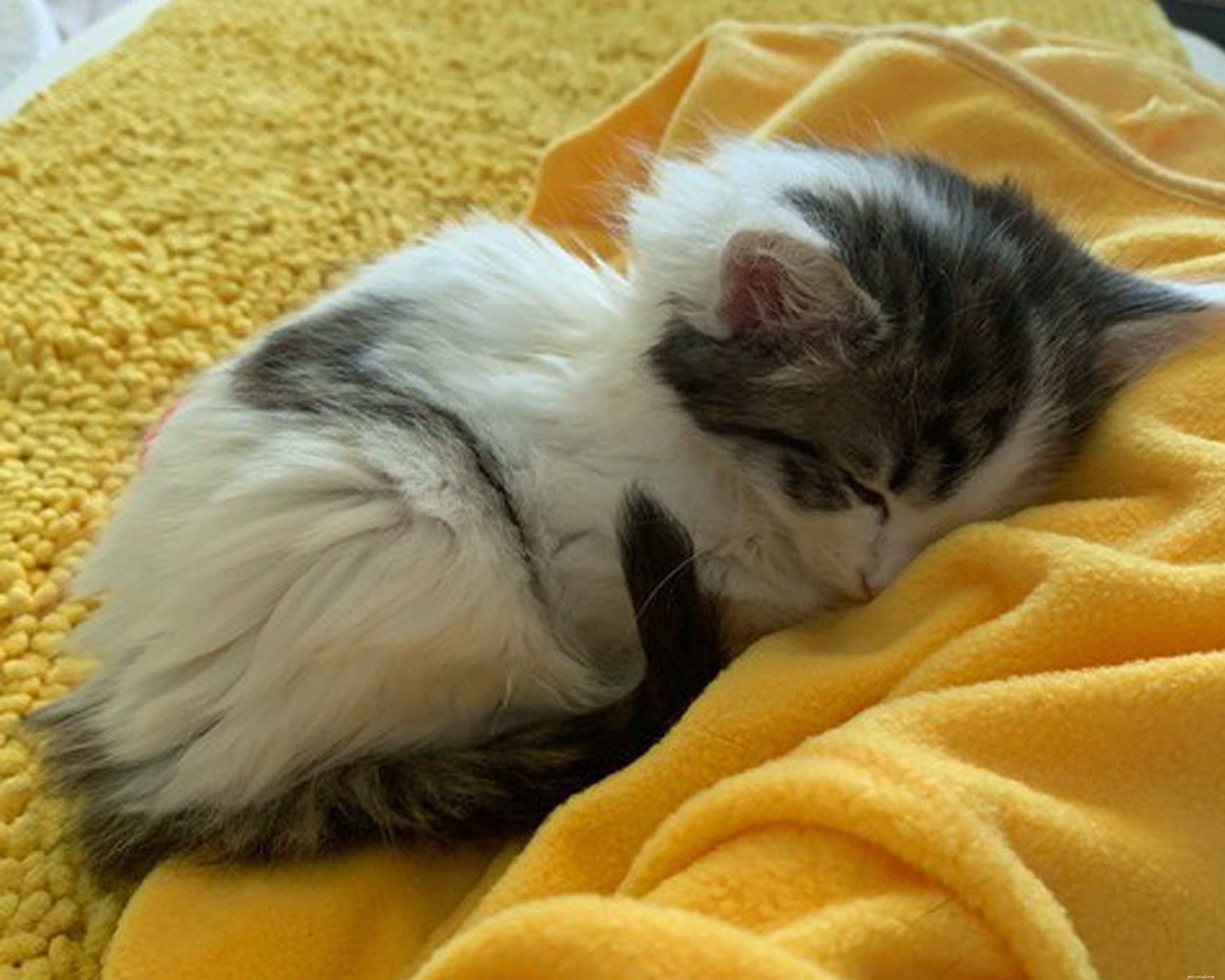 Cats Protection Rescues Dexter & Mischief from Early Sale Scam
