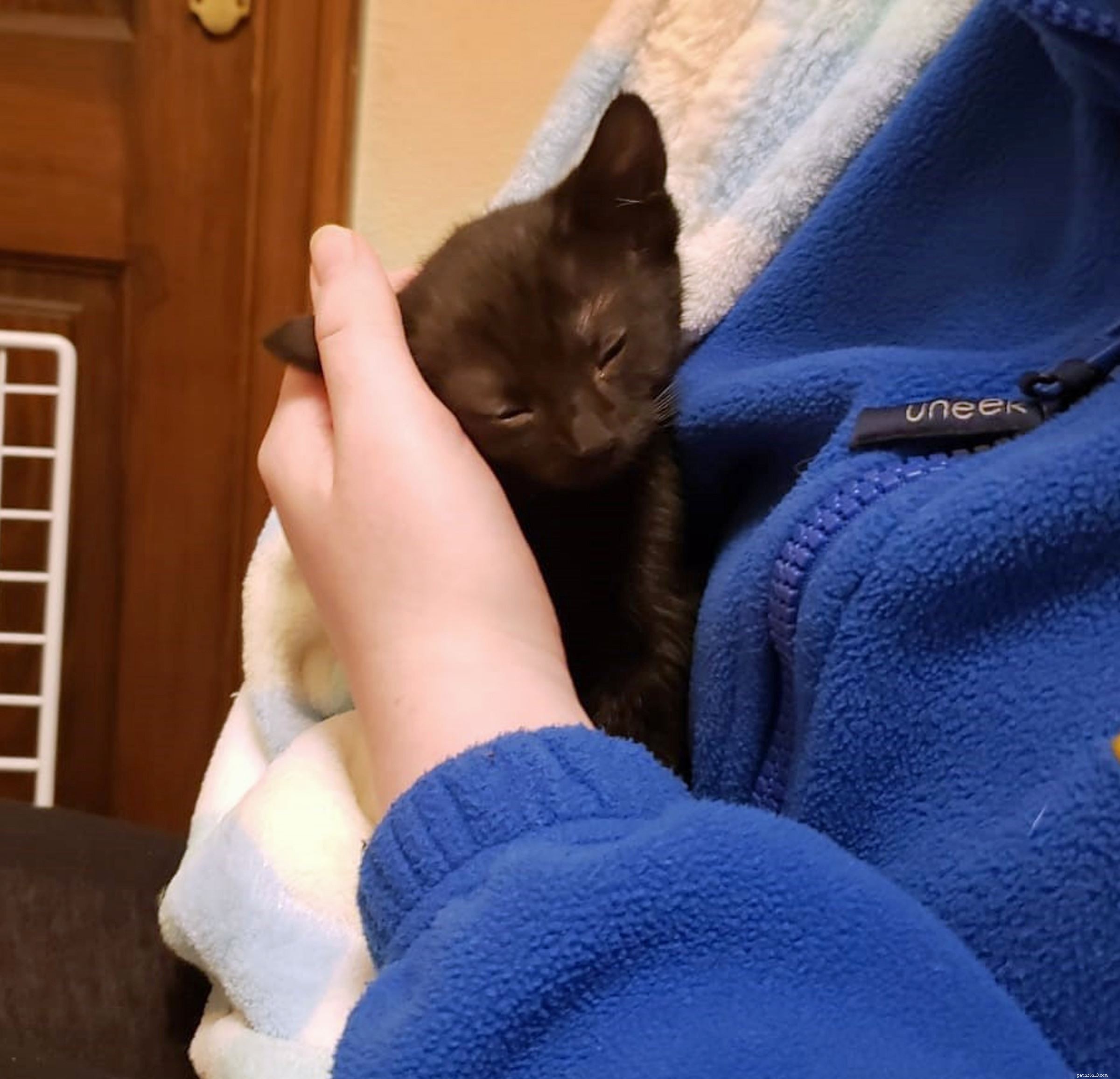 Cats Protection Rescues Dexter & Mischief from Early Sale Scam