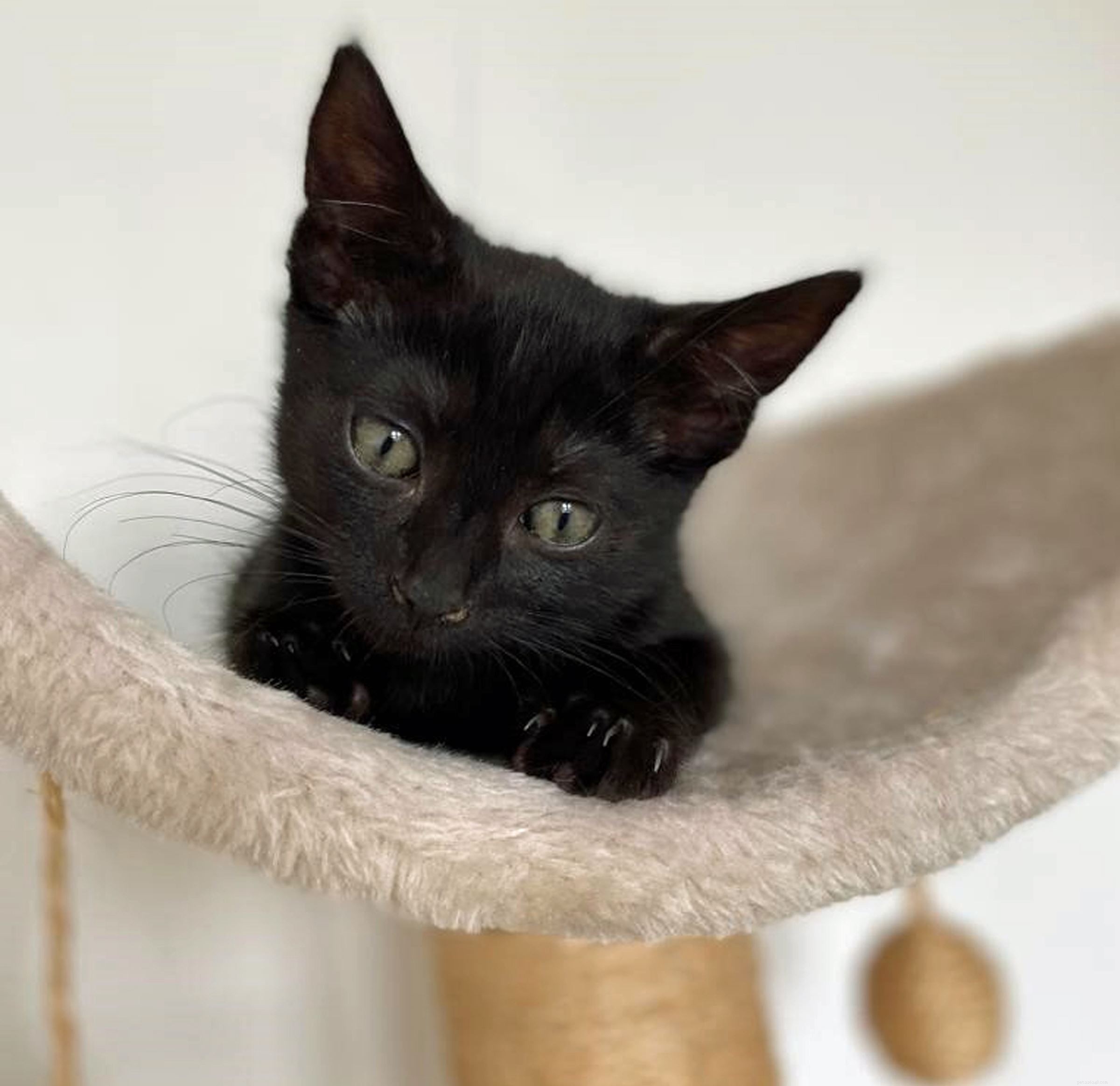 Cats Protection Rescues Dexter & Mischief from Early Sale Scam