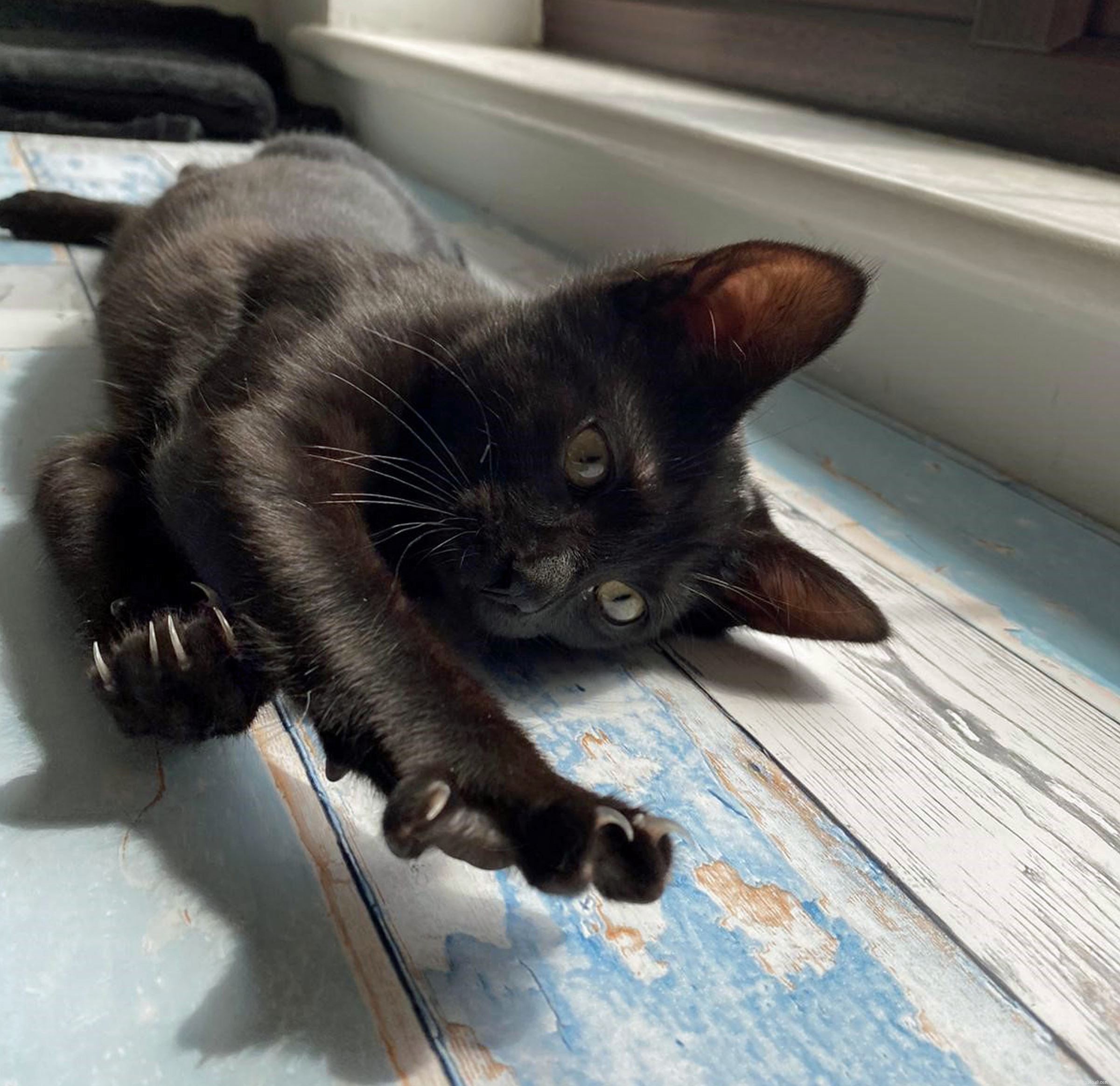Cats Protection Rescues Dexter & Mischief from Early Sale Scam