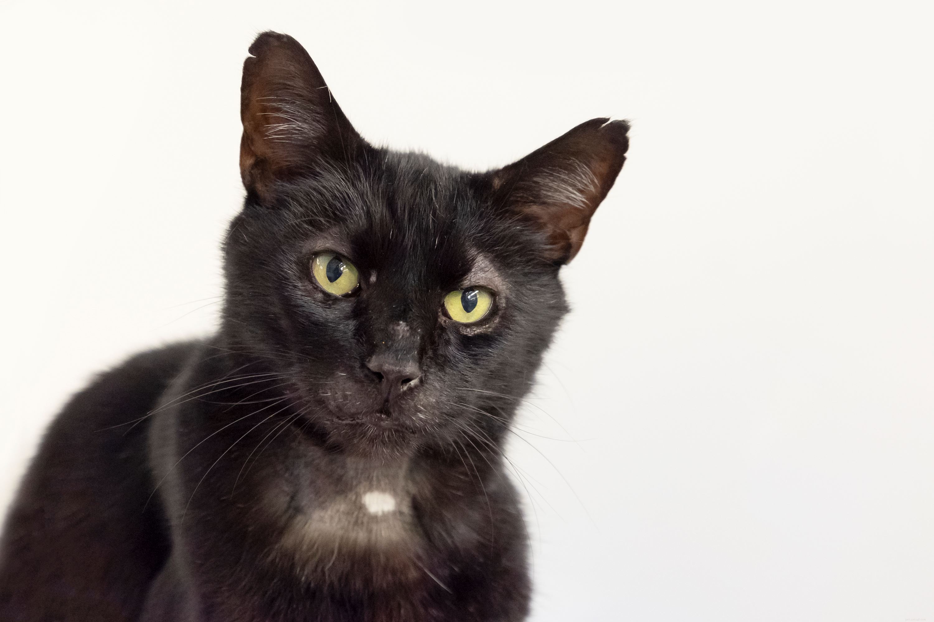 Cats Protection Volunteers Successfully Reunite Long-Missing Cat with Owner After Four-Year Search