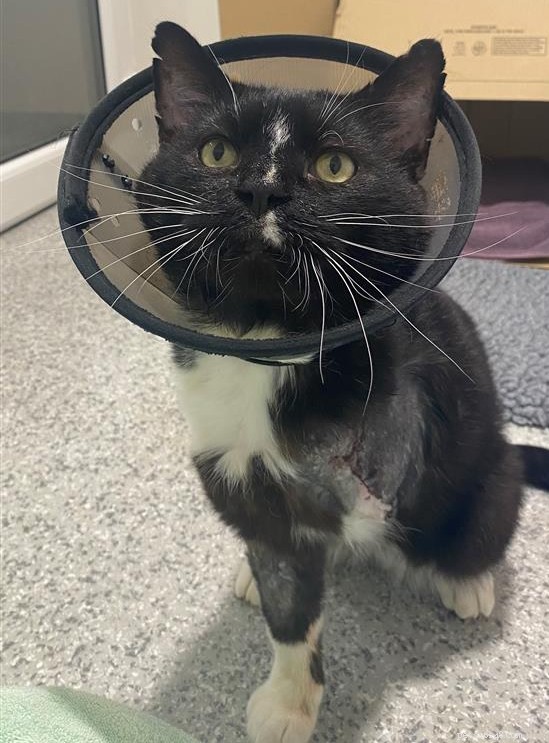 Harrow Homing Centre Appeals for Funds to Cover Monty’s Medical Care After Traumatic Injury