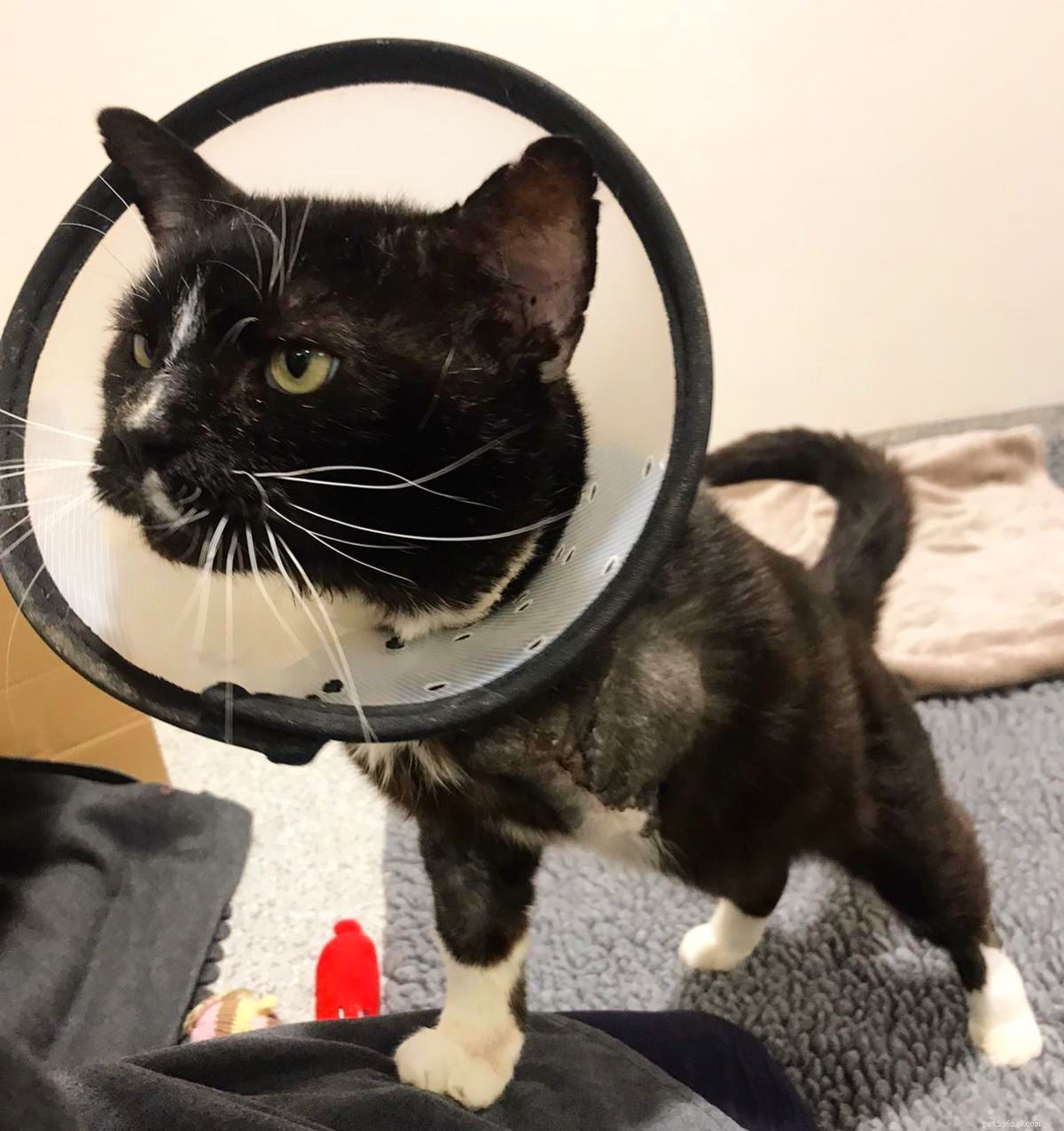 Harrow Homing Centre Appeals for Funds to Cover Monty’s Medical Care After Traumatic Injury