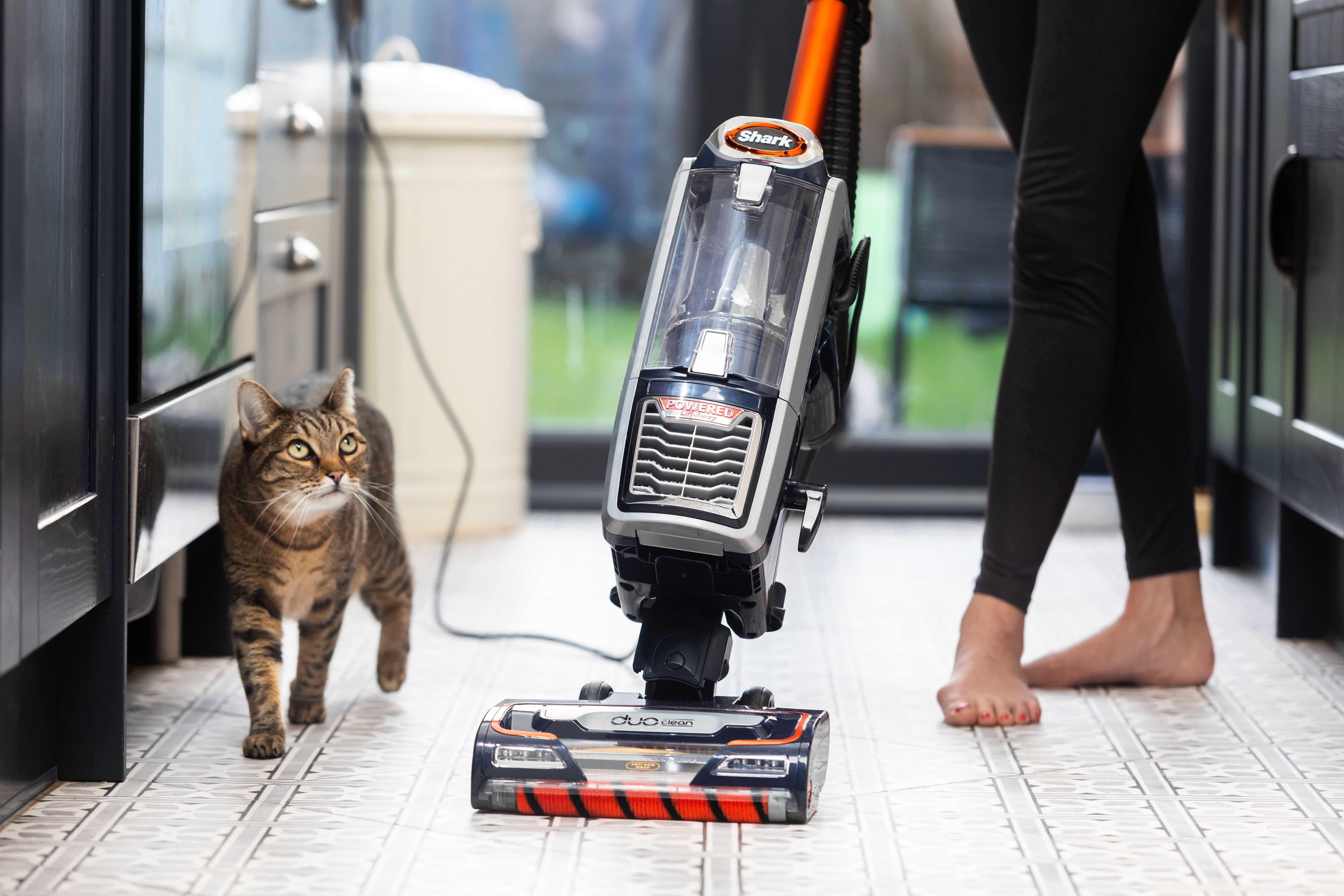 How to Calm Your Cat’s Fear of the Vacuum Cleaner: Causes & Proven Tips