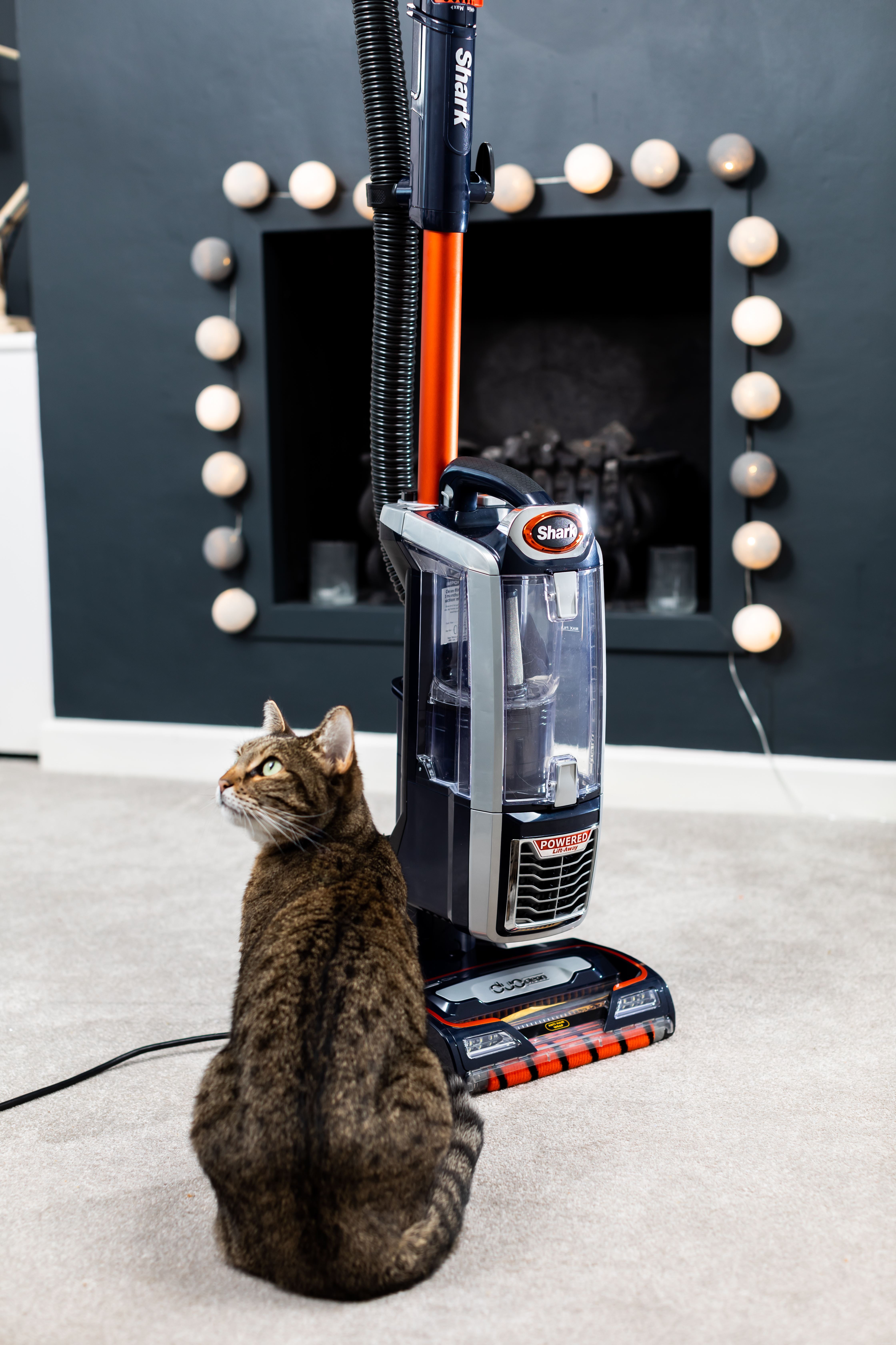 How to Calm Your Cat’s Fear of the Vacuum Cleaner: Causes & Proven Tips