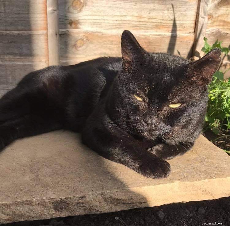 Kingston Uni Film Students Create Animated Film to Raise Funds for Stray Cat Potter