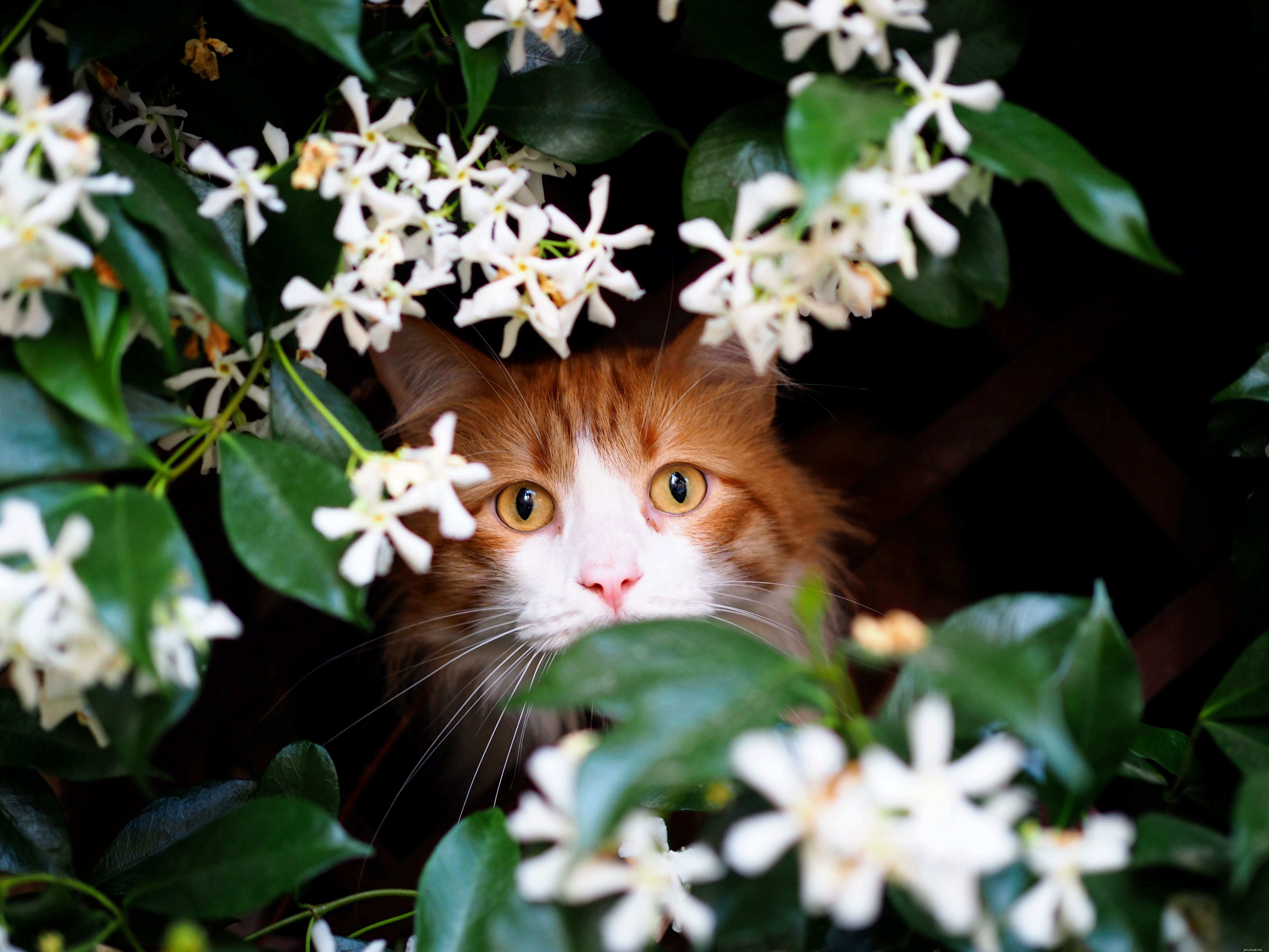 Does Your Cat Suffer from Hay Fever? Recognizing and Diagnosing Pollen Allergies in Cats