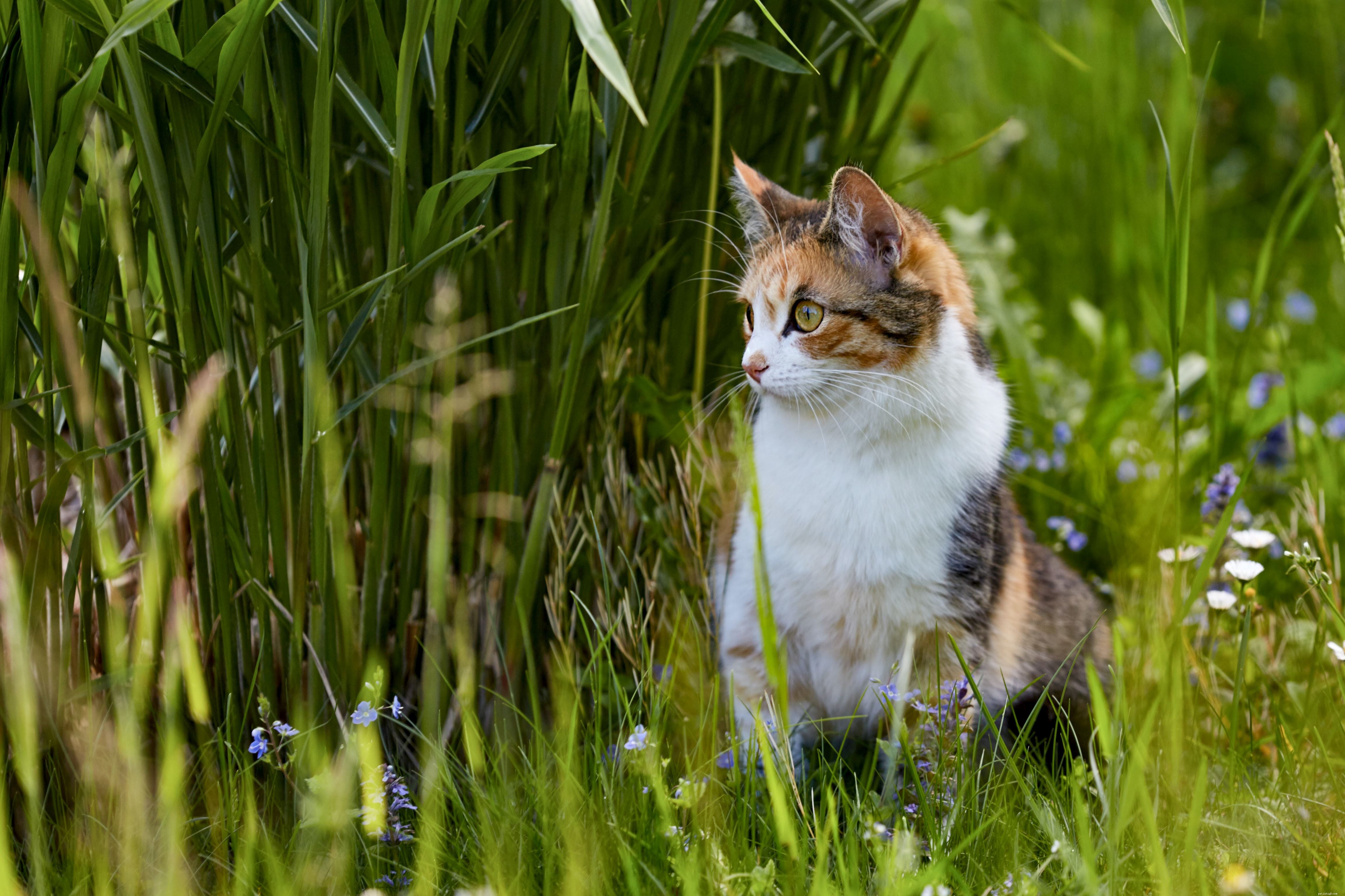Does Your Cat Suffer from Hay Fever? Recognizing and Diagnosing Pollen Allergies in Cats