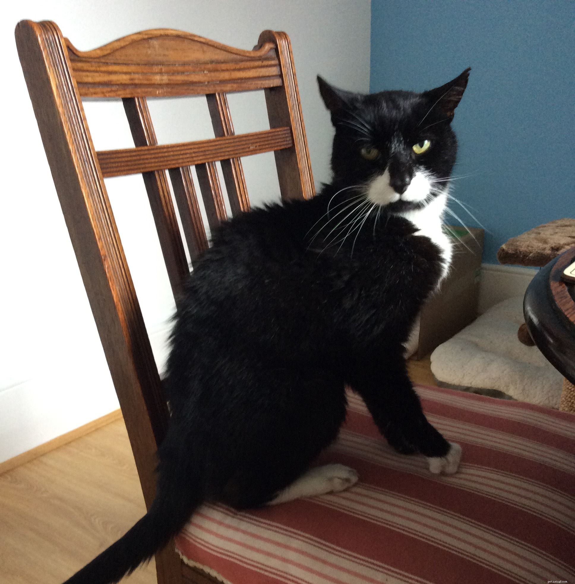 Cats Protection’s Cat Guardians: Securing Loving Homes for Cats of All Ages After Owner Loss