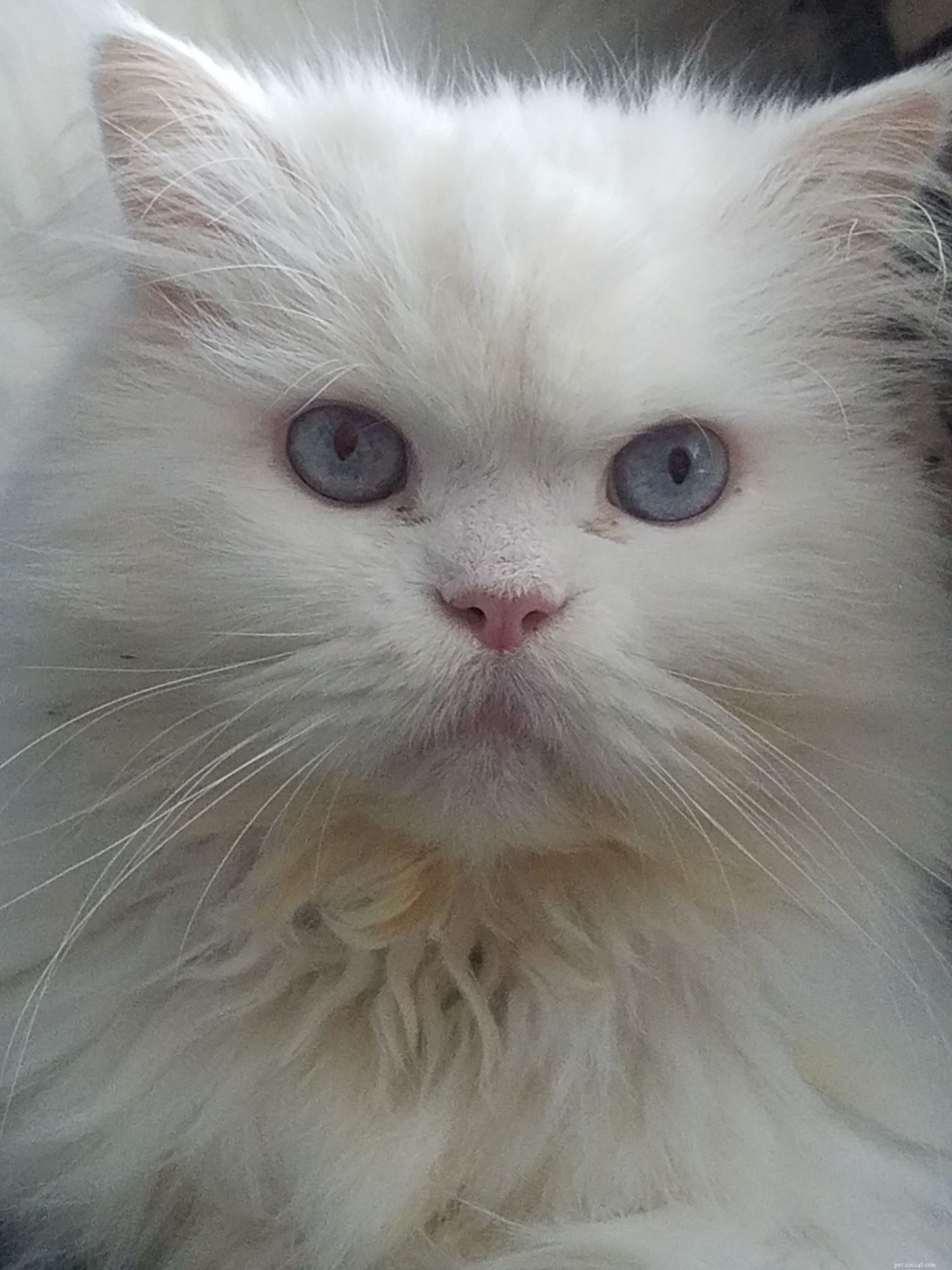 Cats Protection’s Cat Guardians: Securing Loving Homes for Cats of All Ages After Owner Loss
