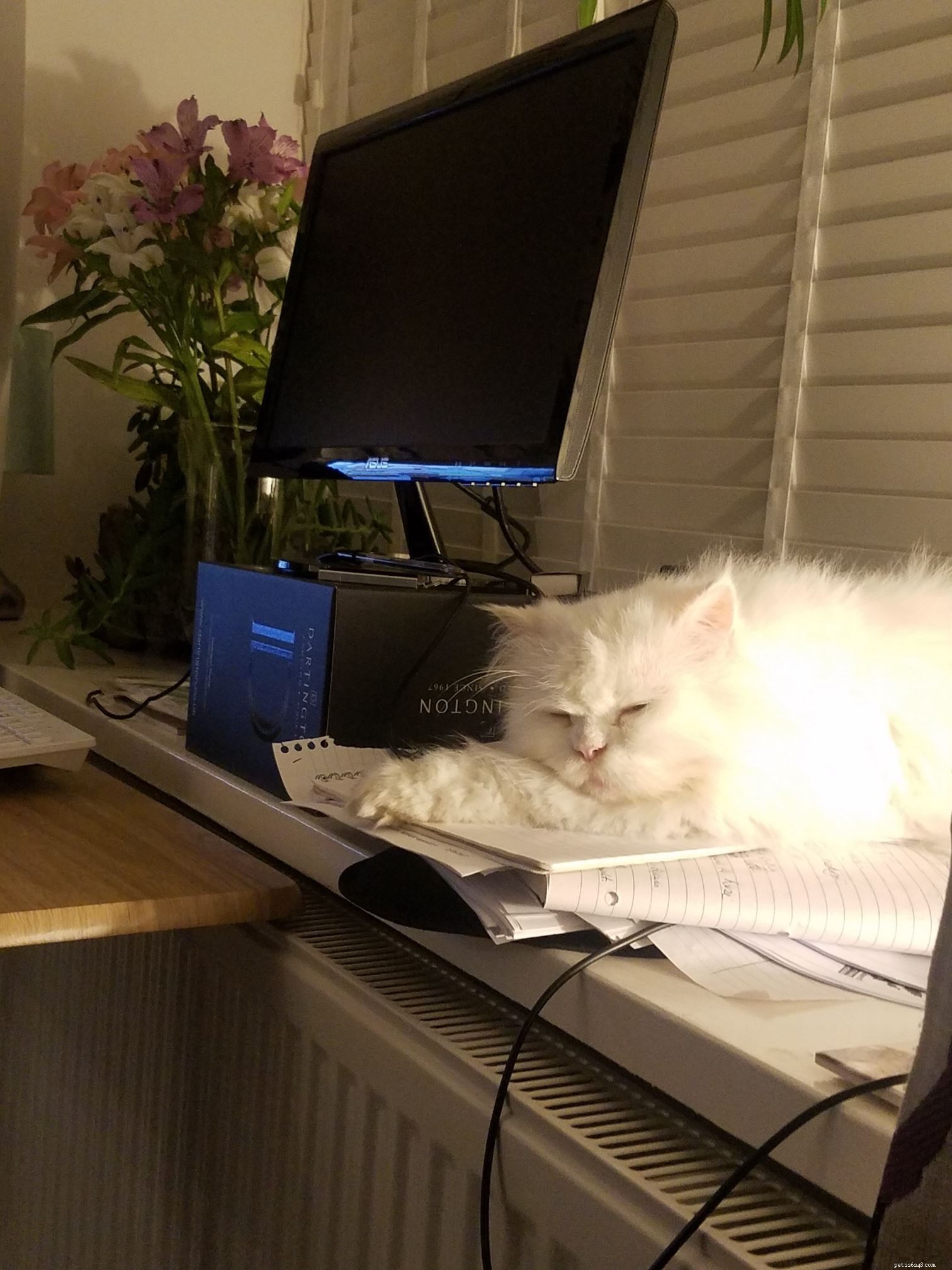 Cats Protection’s Cat Guardians: Securing Loving Homes for Cats of All Ages After Owner Loss