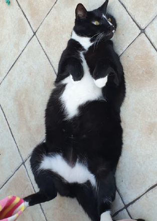 Cats Protection’s Cat Guardians: Securing Loving Homes for Cats of All Ages After Owner Loss