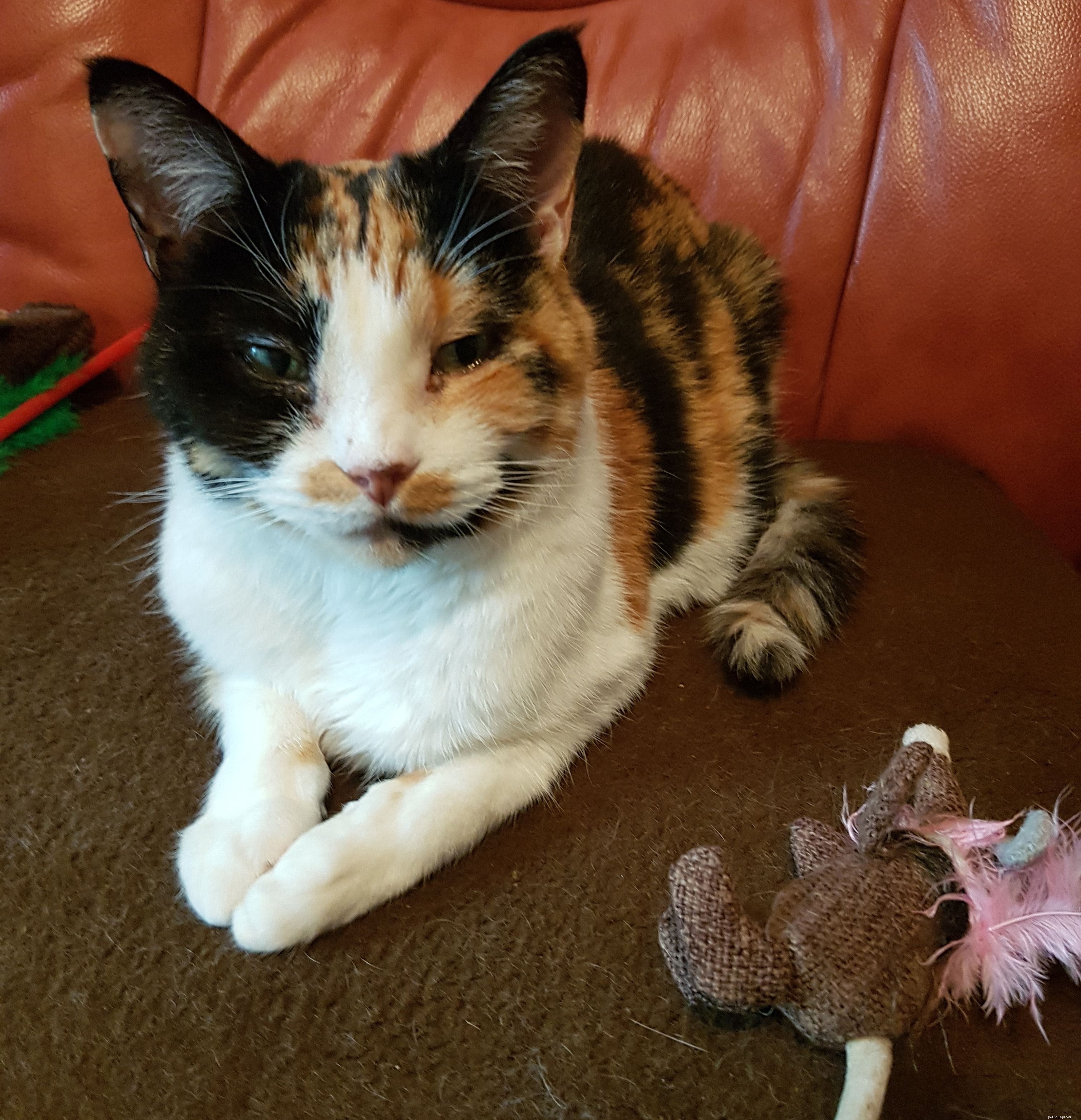 Cats Protection’s Cat Guardians: Securing Loving Homes for Cats of All Ages After Owner Loss